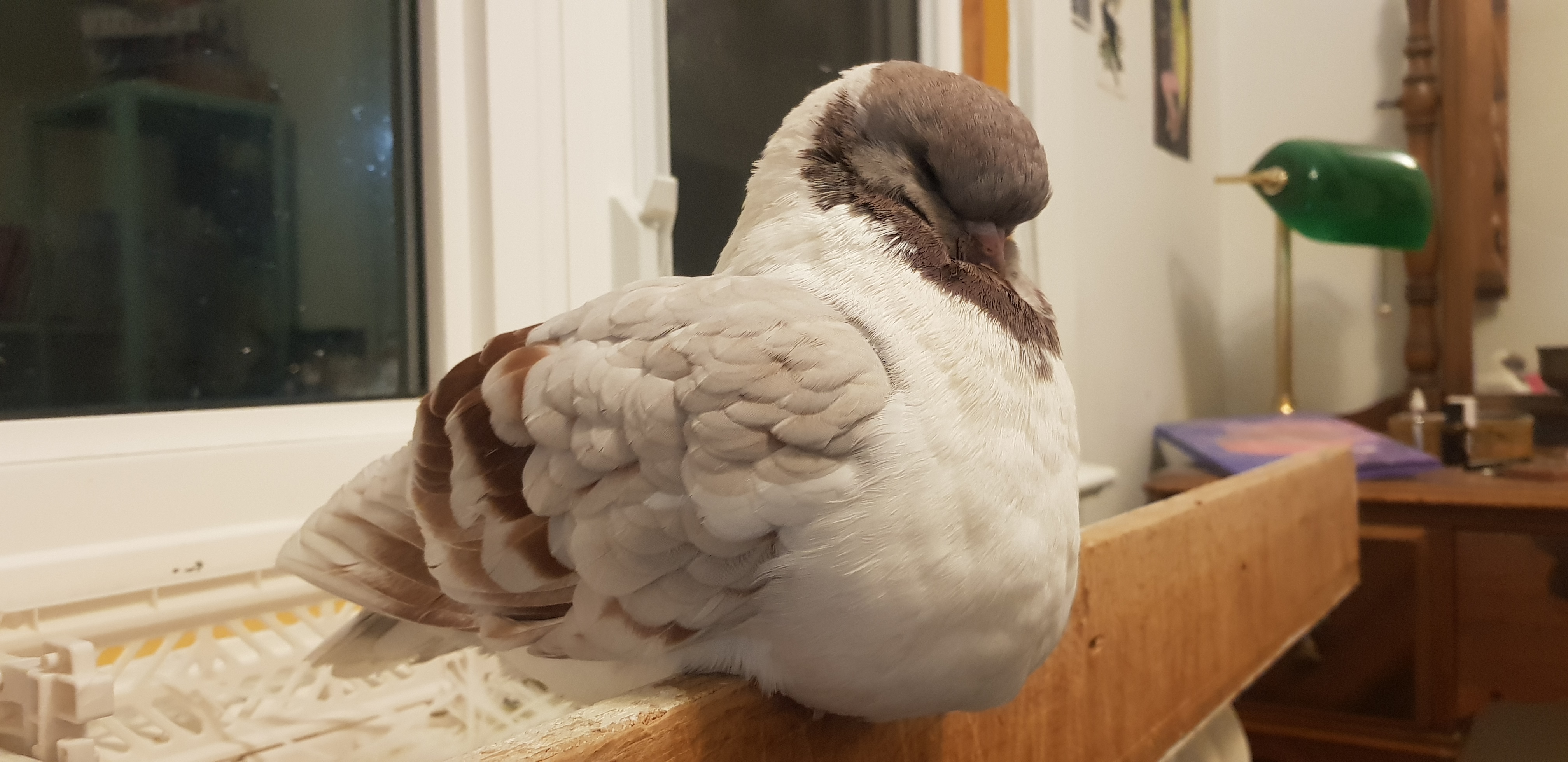 Masha perching on a ledge, her stomach spilling over