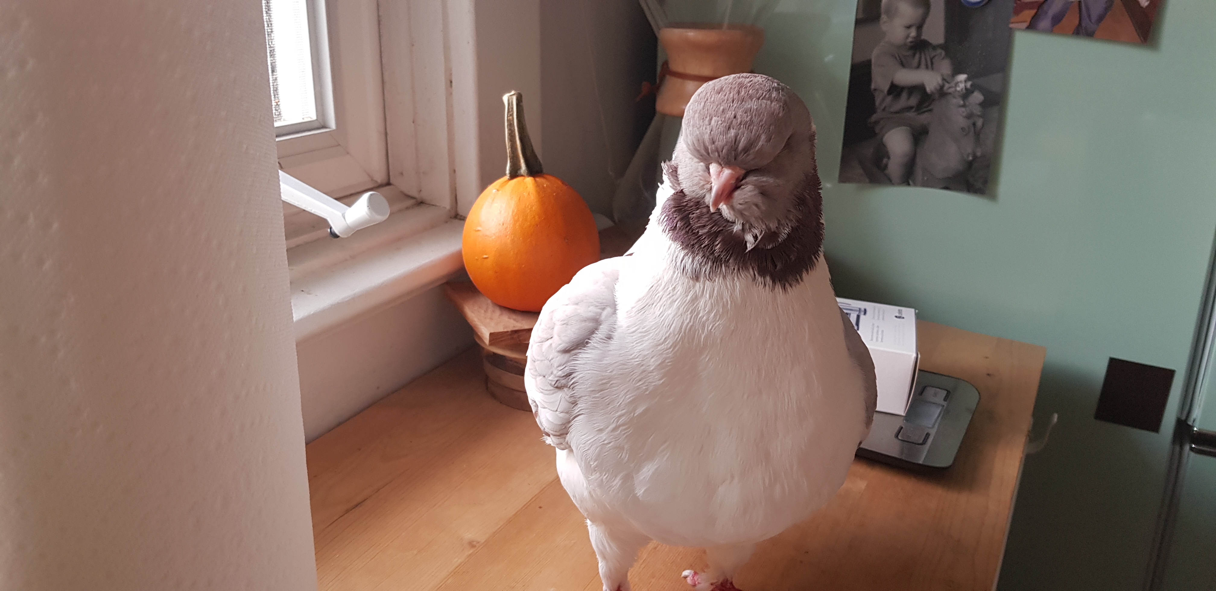 Masha with a mini pumpkin behind her
