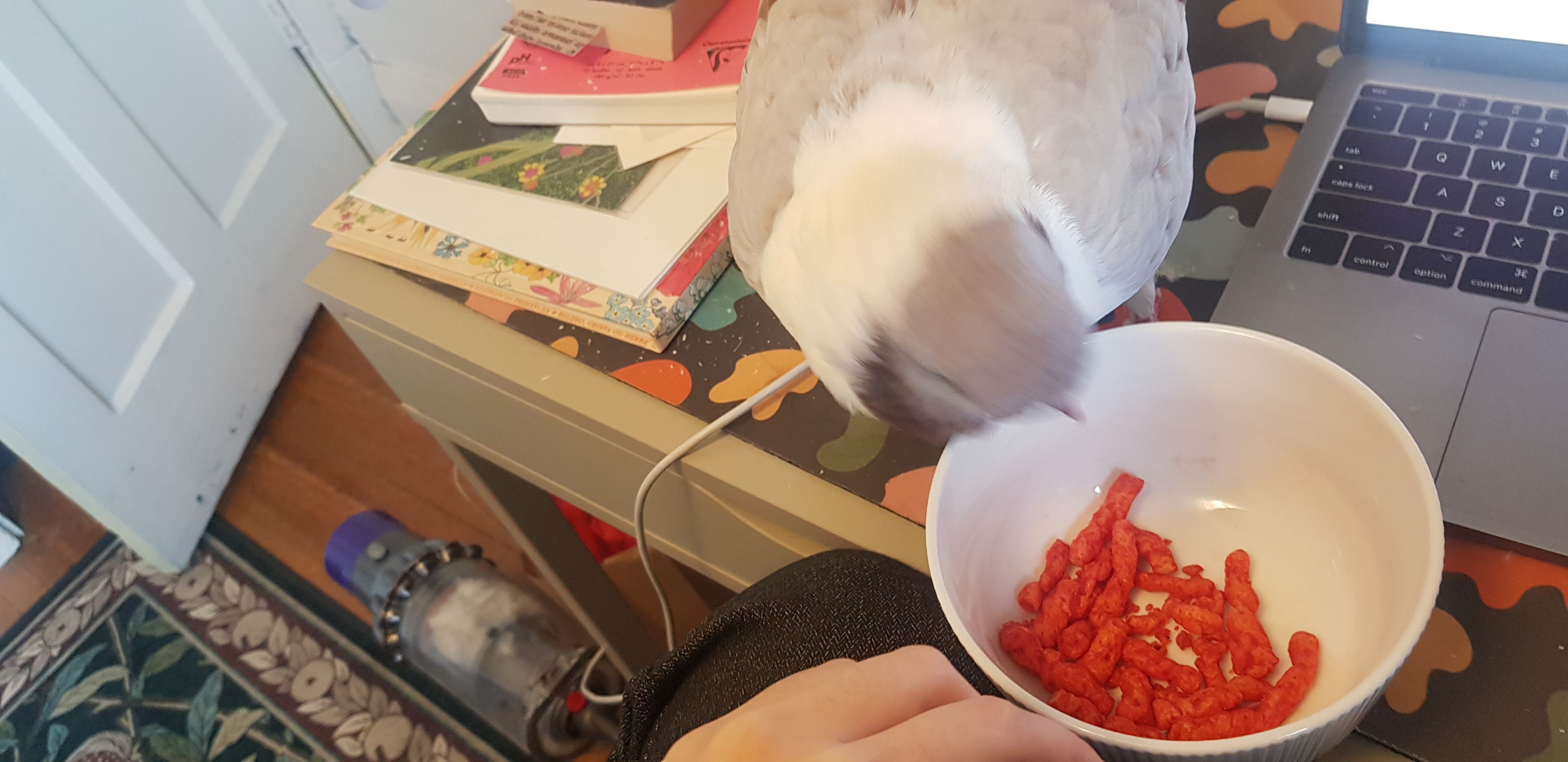 Masha trying to peck at a bowl of hot cheetos