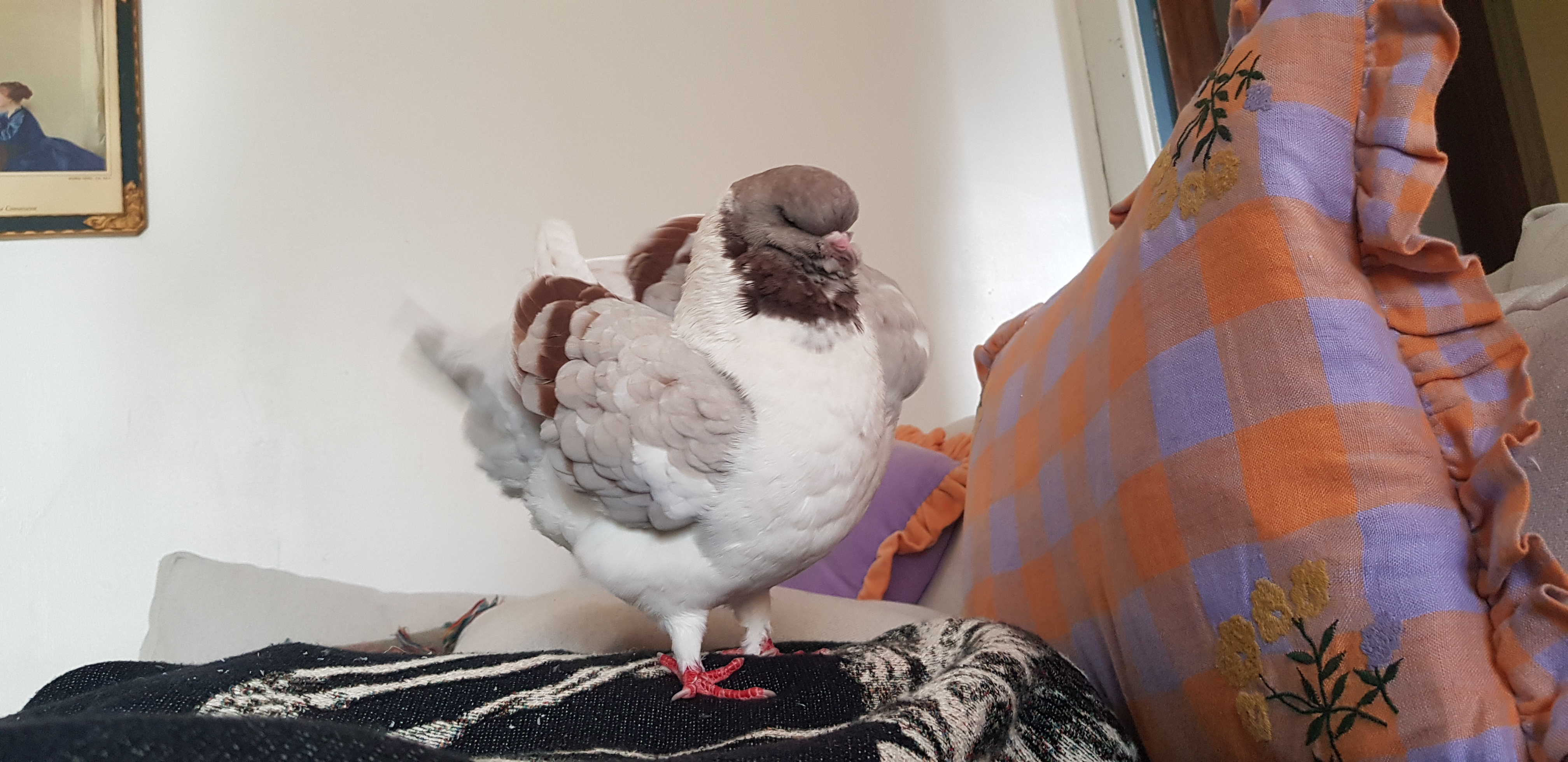 Masha stretching on the couch