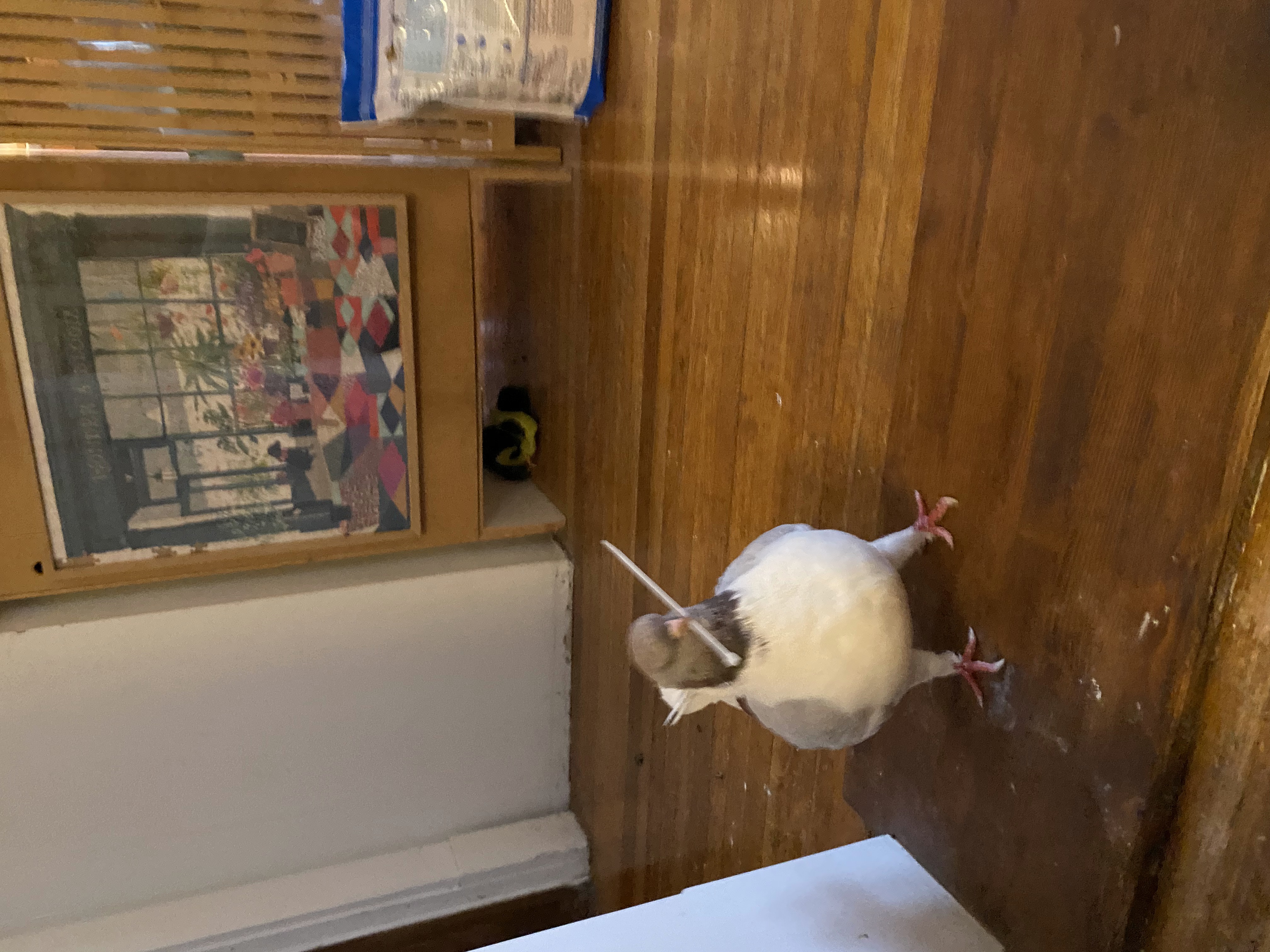 Masha shaking a zip tie