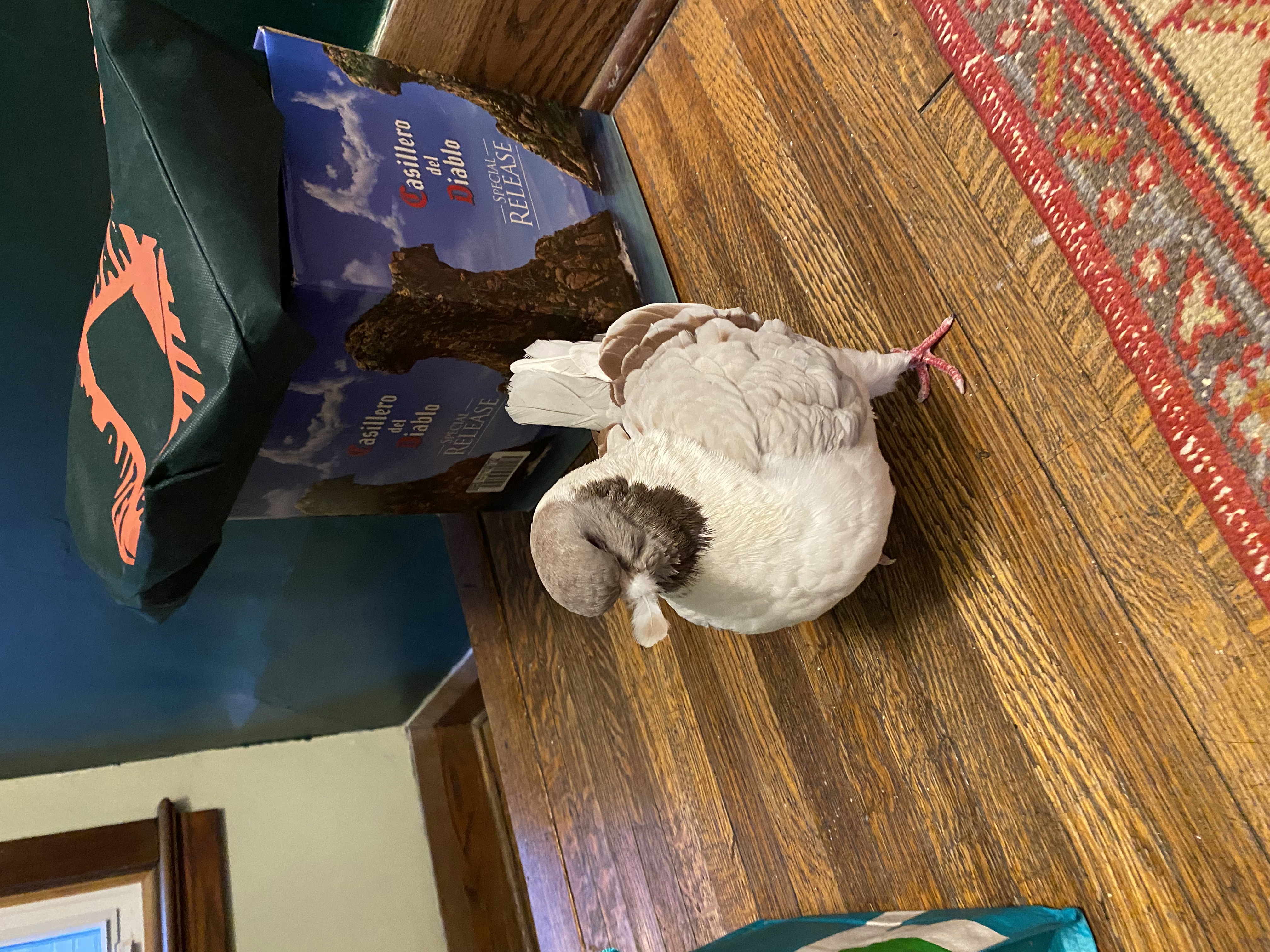 Masha with her feather stuck on her beak