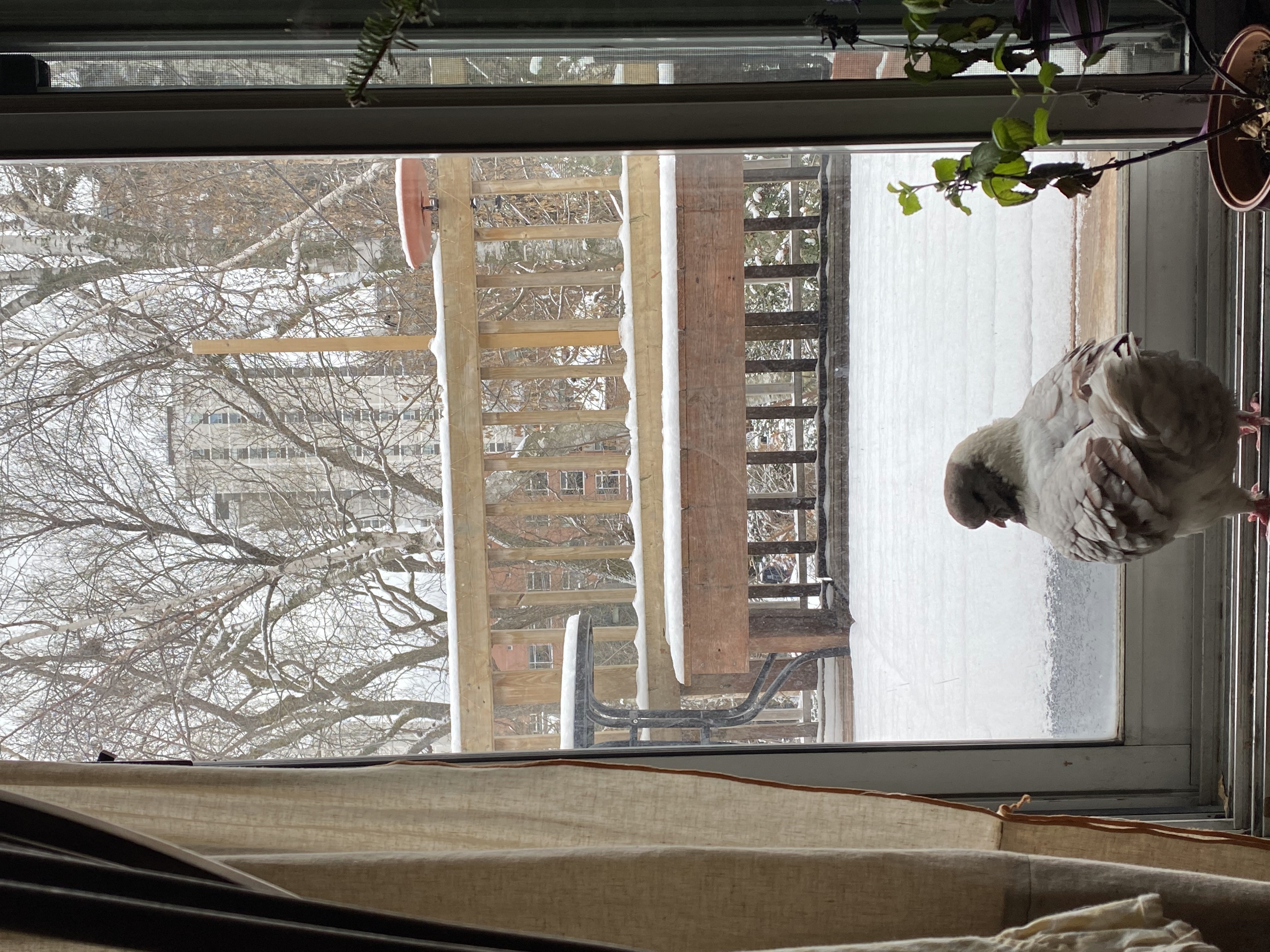Masha standing in front of the window looking at snow