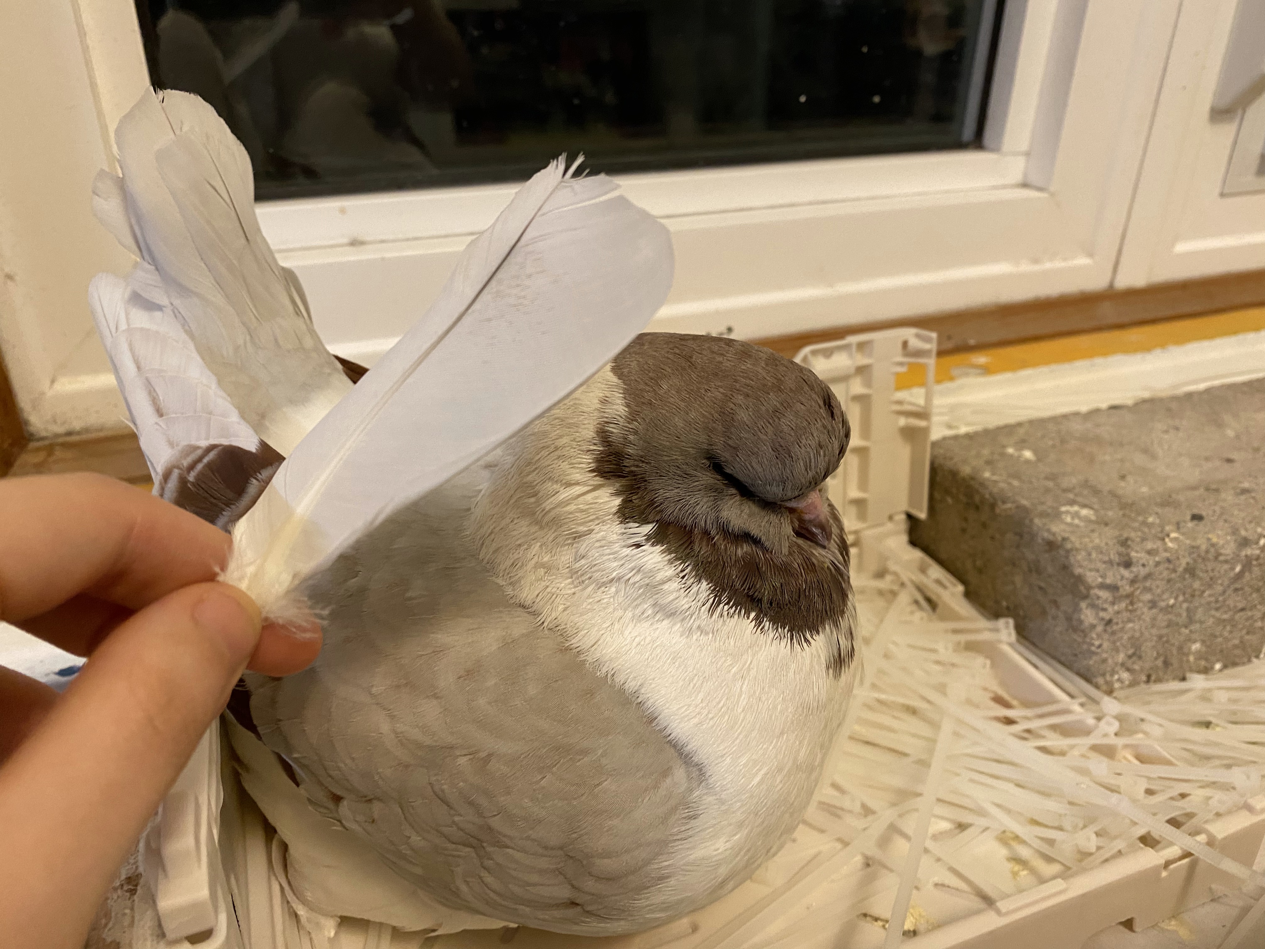 Heeji holding Masha's feather in front of Masha