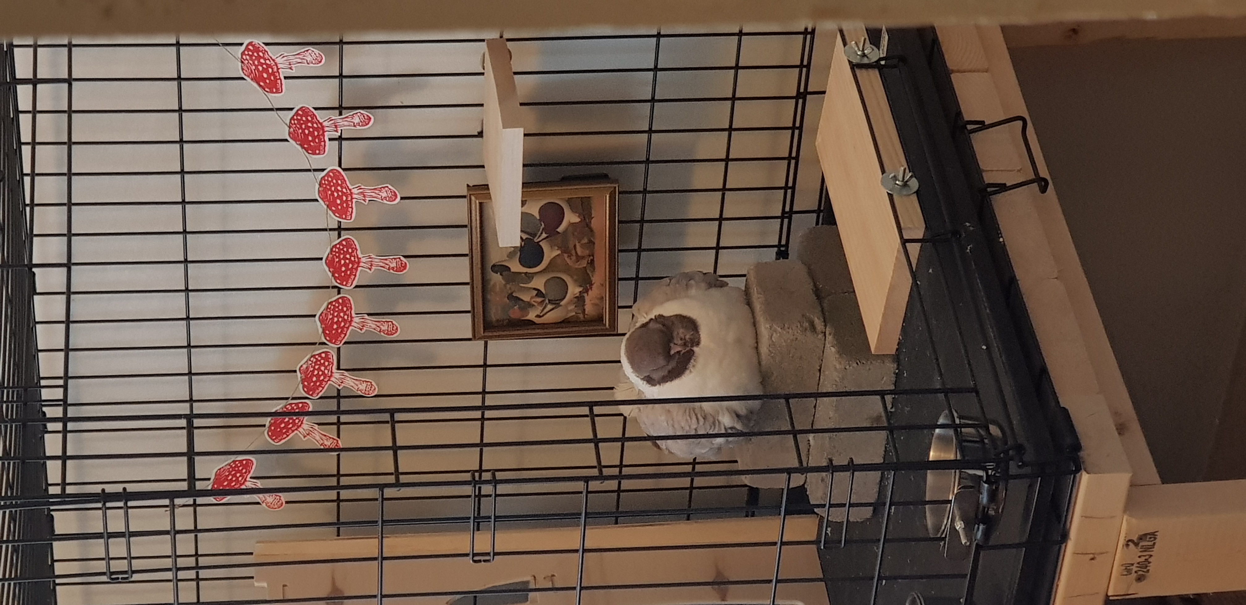 Masha sleeping in front of an antique art of Modena pigeons