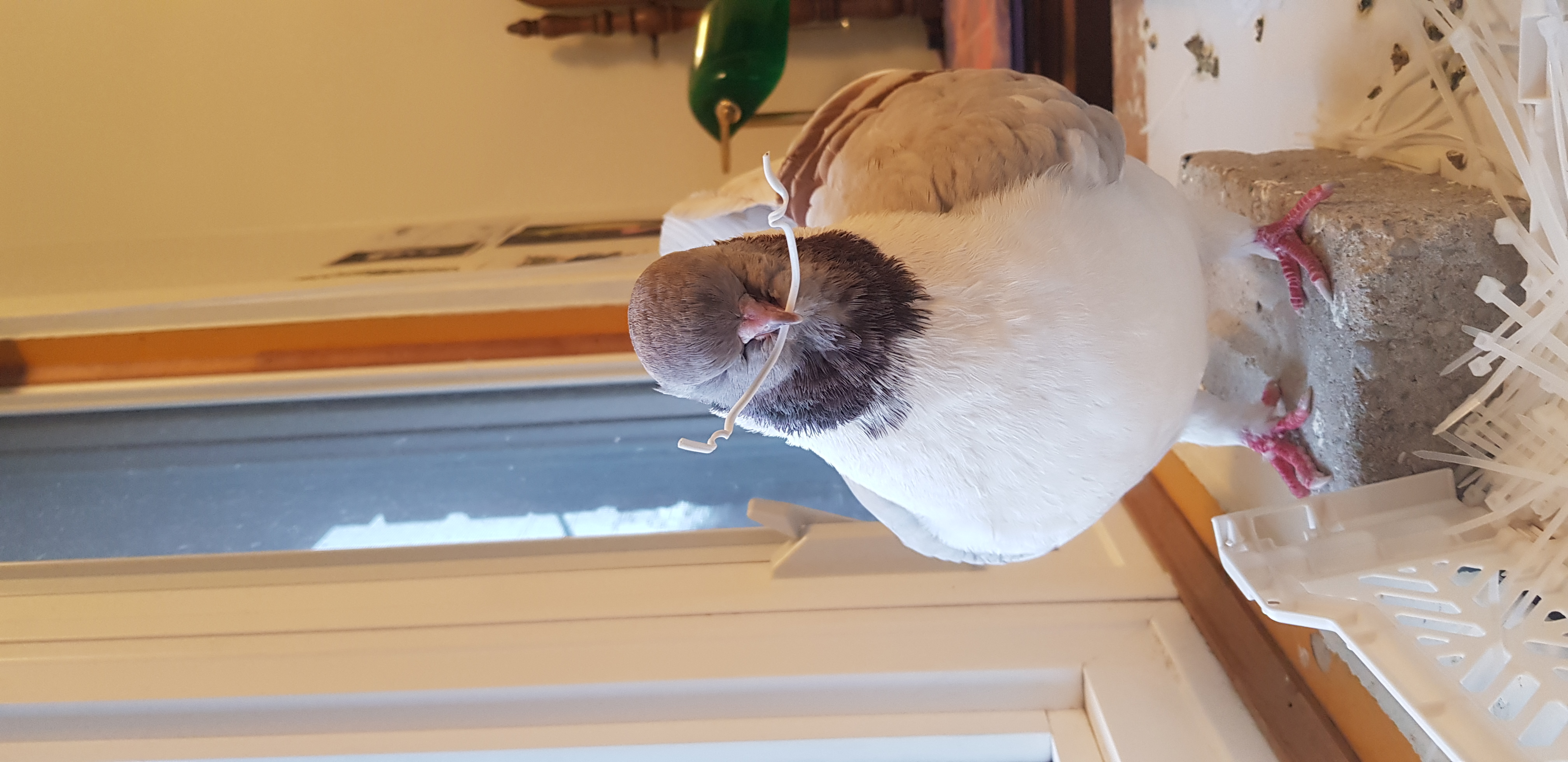 Masha holding a twist tie in her beak