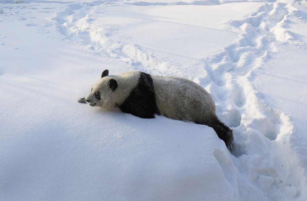 Ähtäri Zoo - ihanat pandat ja paljon muita elämyksiä koko perheelle
