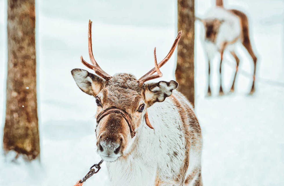 Rovaniemi on nyt trendikkäämpi kuin koskaan: 12 poimintaa maailman medioista!