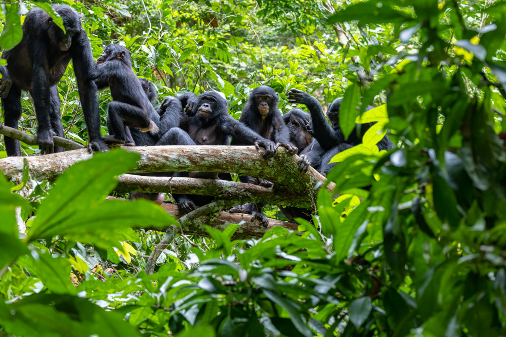 Bonobos im Wald