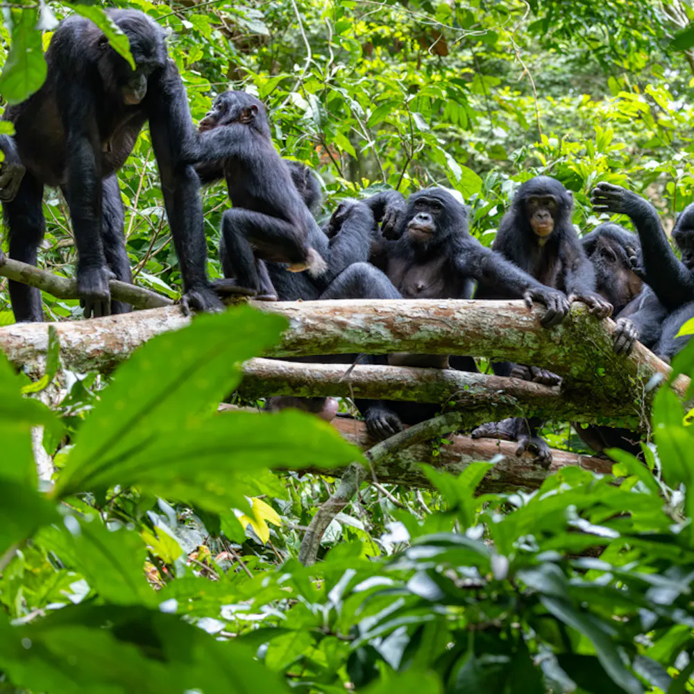 Bonobos im Wald | ©MPG/Christian Ziegler Bonobos im Wald