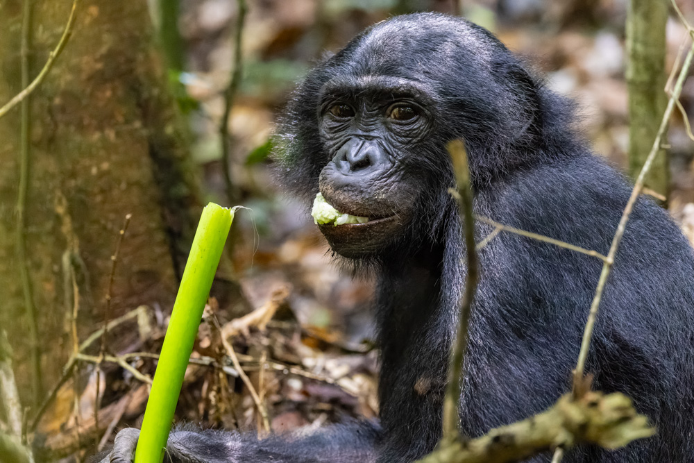 Bonobo im Wald