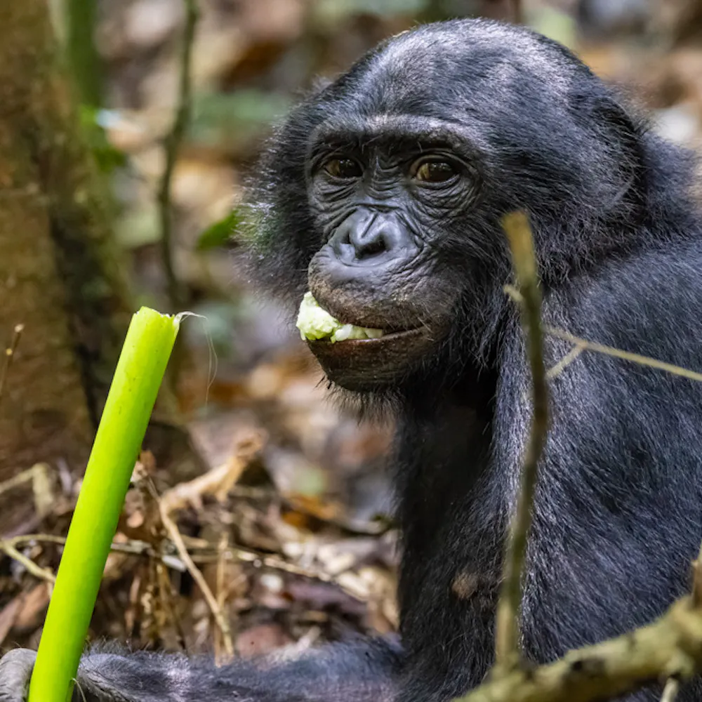 Bonobo im Wald | ©MPG/Christian Ziegler Bonobo im Wald
