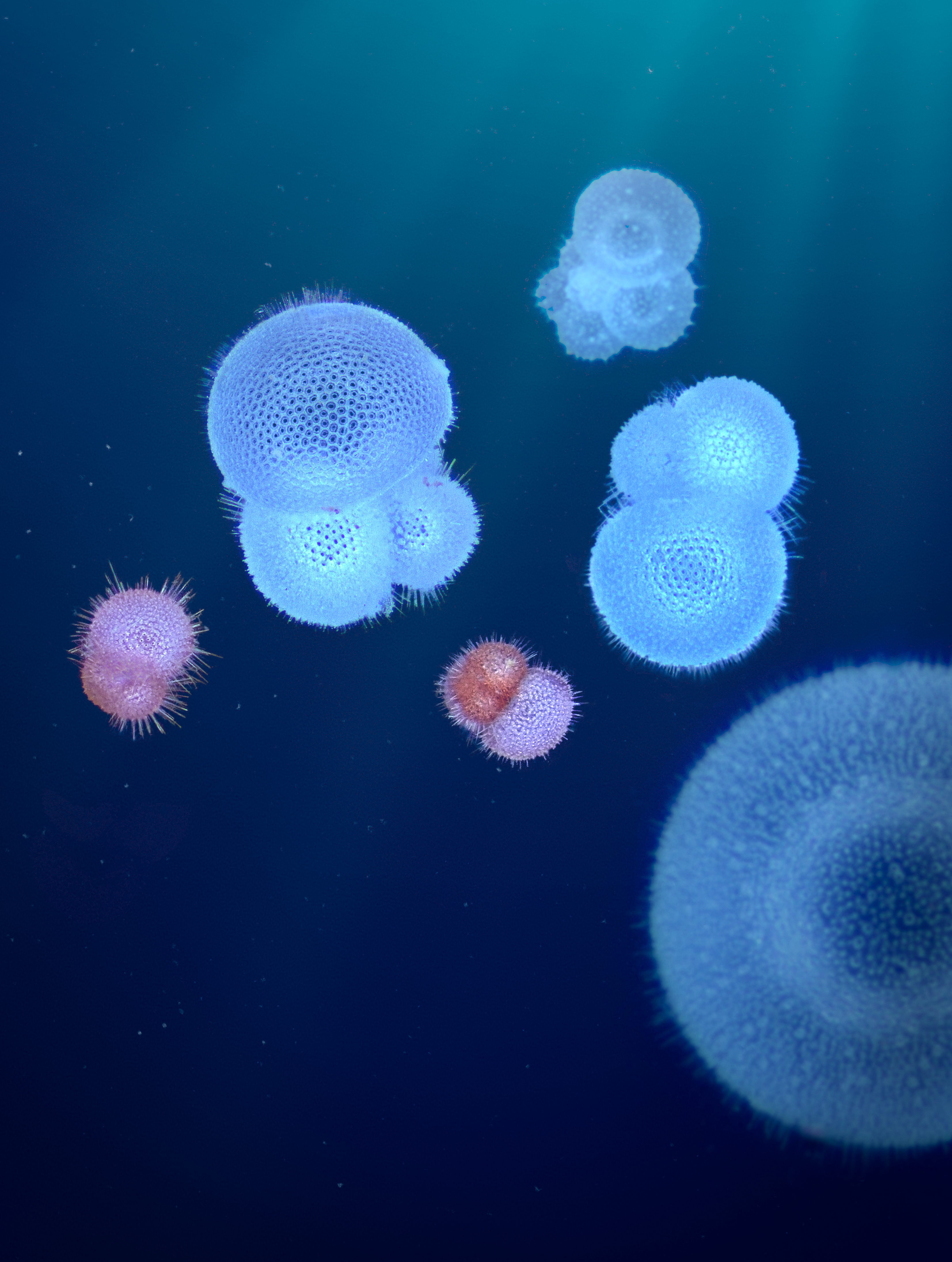 Planktische Foraminiferen