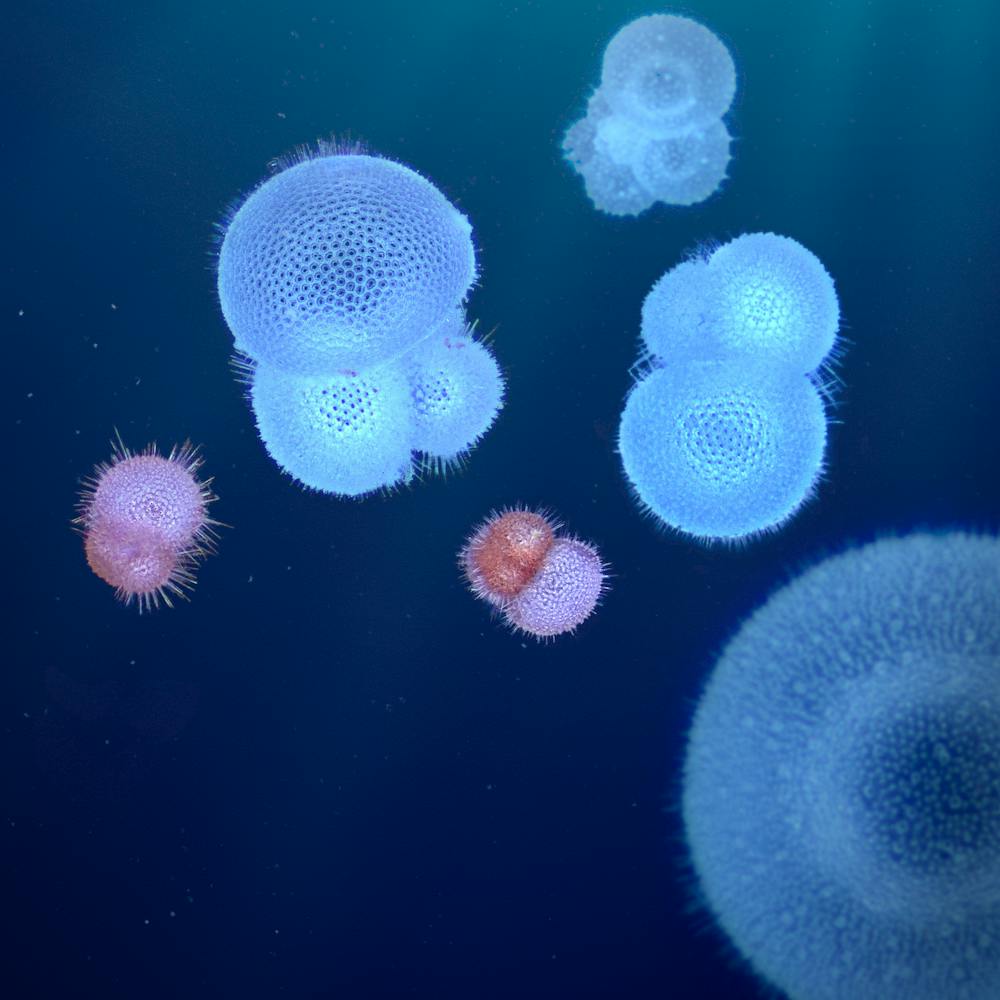 Planktische Foraminiferen | ©FORCIS/Julien Sulpis Planktische Foraminiferen