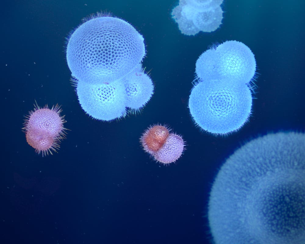 Planktische Foraminiferen | ©FORCIS/Julien Sulpis Planktische Foraminiferen