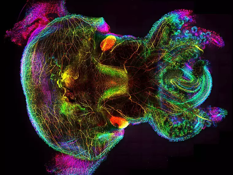 Forschung Gilles Laurent