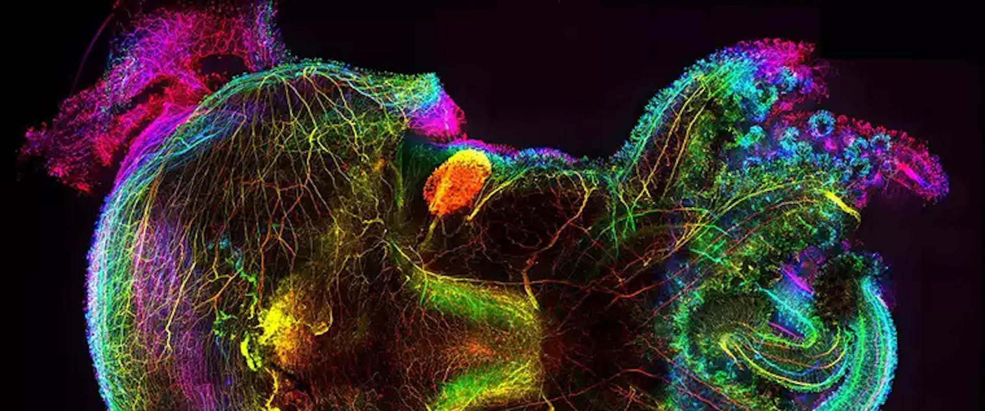 Forschung Gilles Laurent | ©MPI für Hirnforschung Forschung Gilles Laurent