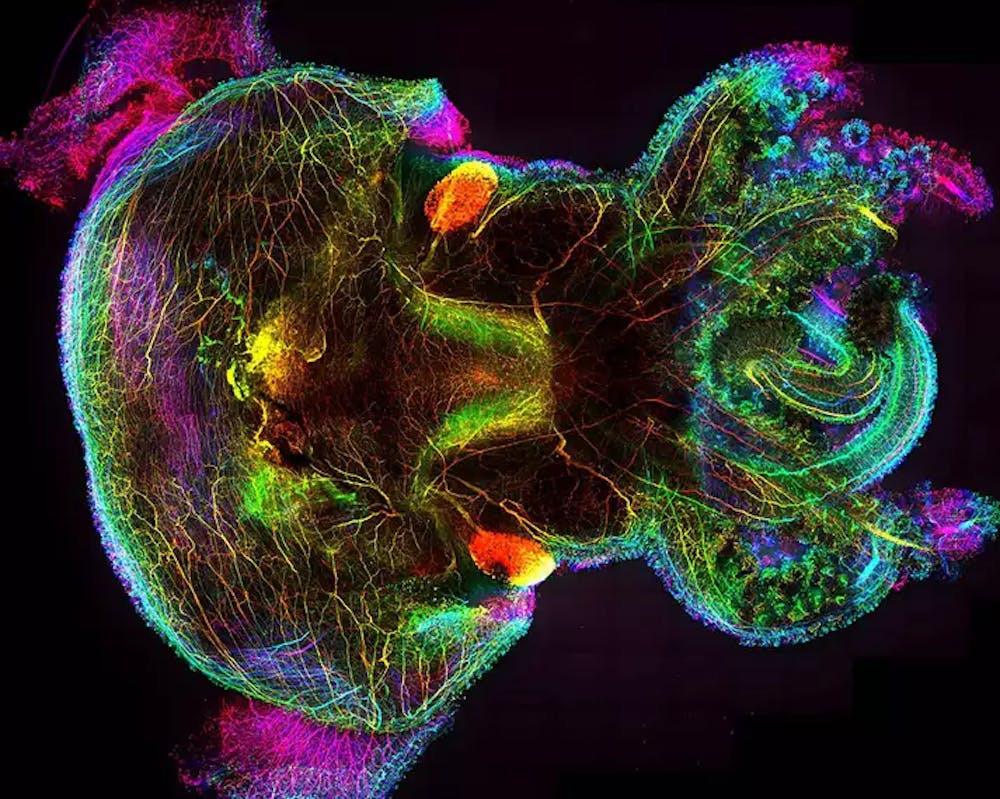 Forschung Gilles Laurent | ©MPI für Hirnforschung Forschung Gilles Laurent