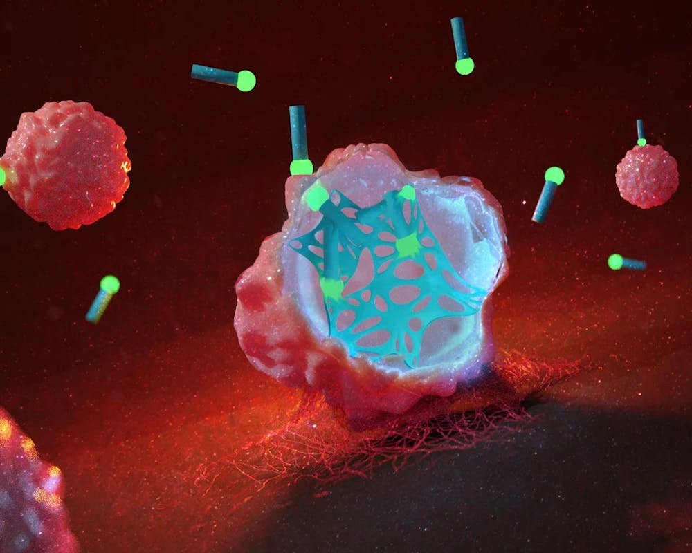Ein Netz, das sich in einer Krebszelle bildet, greift die physikalischen Strukturen in der Zelle an, sodass sie ihren Selbstzerstörungsmechanismus aktiviert. | ©MPI für Polymerforschung Ein Netz, das sich in einer Krebszelle bildet, greift die physikalischen Strukturen in der Zelle an, sodass sie ihren Selbstzerstörungsmechanismus aktiviert.