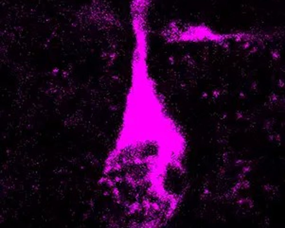 Nervenzellen im Gehirn | ©Pinson et al., Science 2022/MPI-CG Nervenzellen im Gehirn