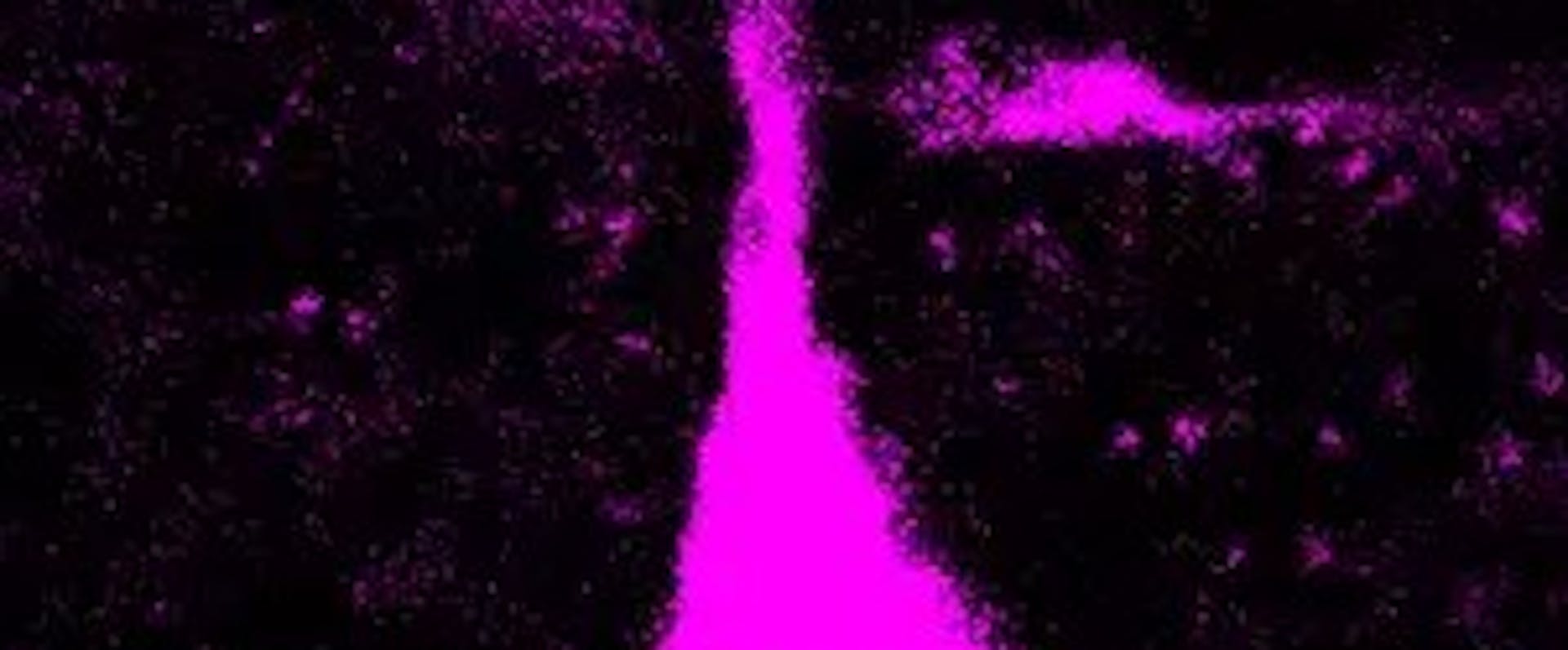 Nervenzellen im Gehirn | ©Pinson et al., Science 2022/MPI-CG Nervenzellen im Gehirn