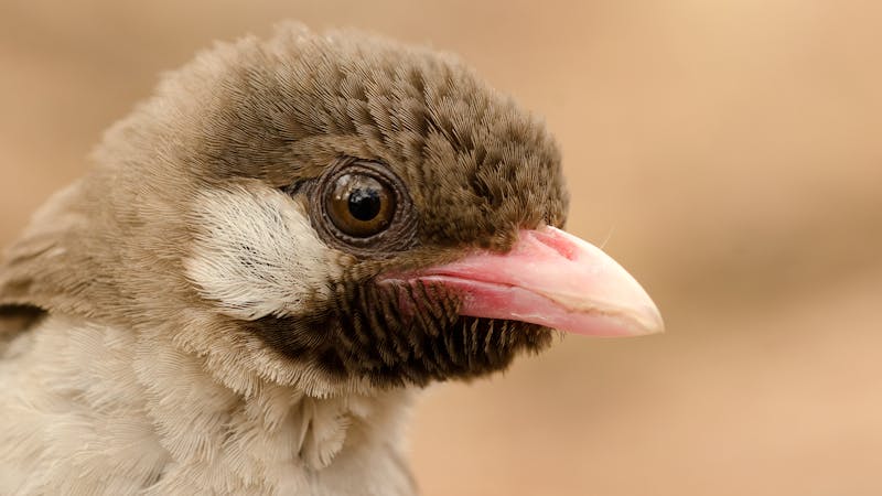 Großer Honiganzeiger | ©FitzPatrick-Institut für afrikanische Ornithologie/Claire Spottiswoode Großer Honiganzeiger