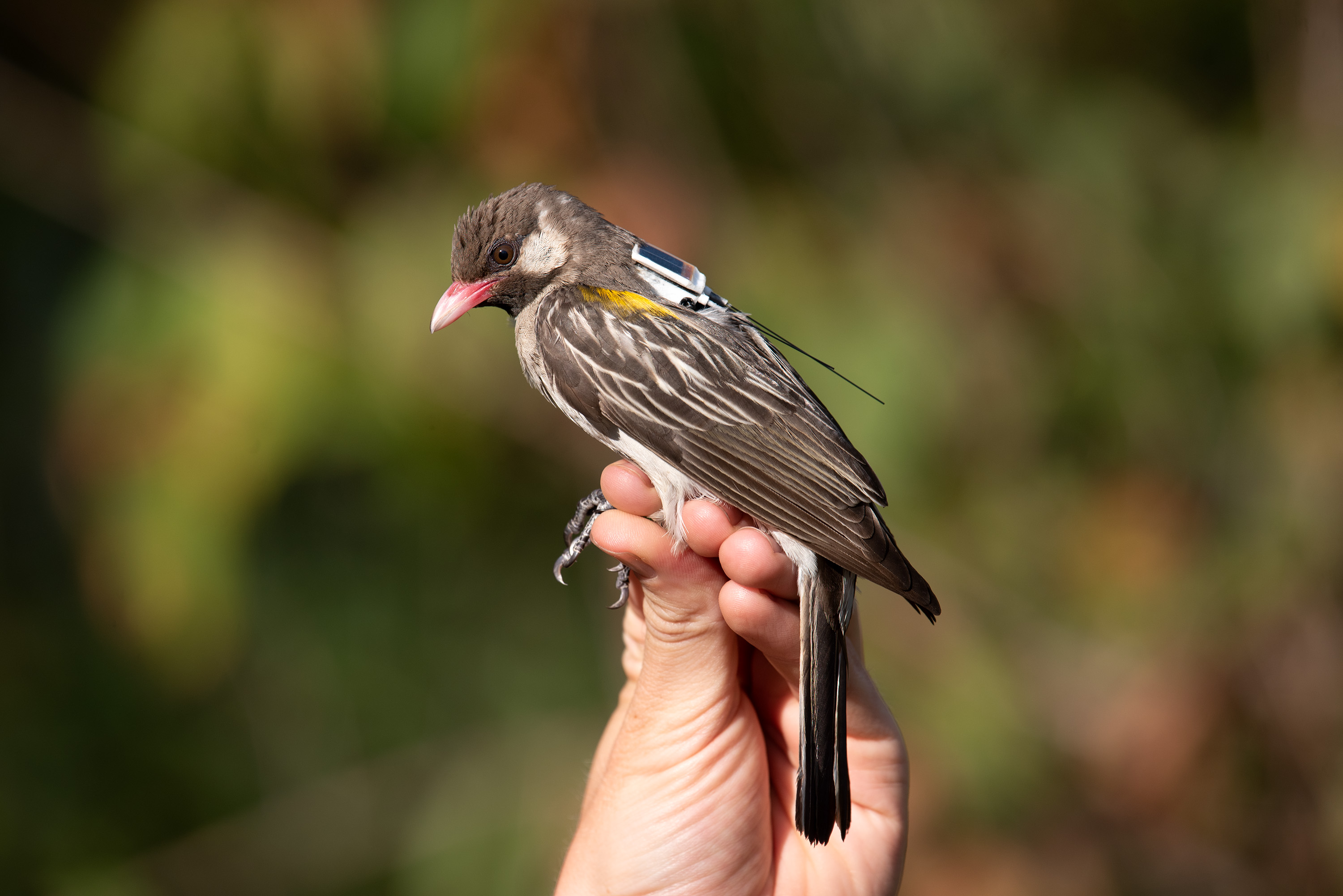 Männlicher Honiganzeiger mit GPS-Tag