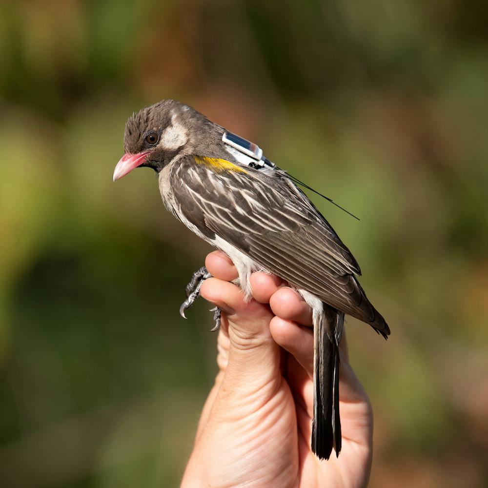 Männlicher Honiganzeiger mit GPS-Tag | ©FitzPatrick-Institut für afrikanische Ornithologie/Claire Spottiswoode Männlicher Honiganzeiger mit GPS-Tag
