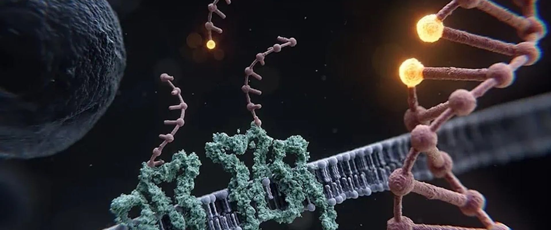 Mit einem revolutionären Technik des Teams vom Prof. Dr. Ralf Jungmann können ganze Zellen, einzelne Proteine oder der Abstand zwischen zwei benachbarten Basen in der DNA in Ångström-Auflösung beobachtet werden. | ©MPI für Biochemie/Max Iglesias Mit einem revolutionären Technik des Teams vom Prof. Dr. Ralf Jungmann können ganze Zellen, einzelne Proteine oder der Abstand zwischen zwei benachbarten Basen in der DNA in Ångström-Auflösung beobachtet werden.