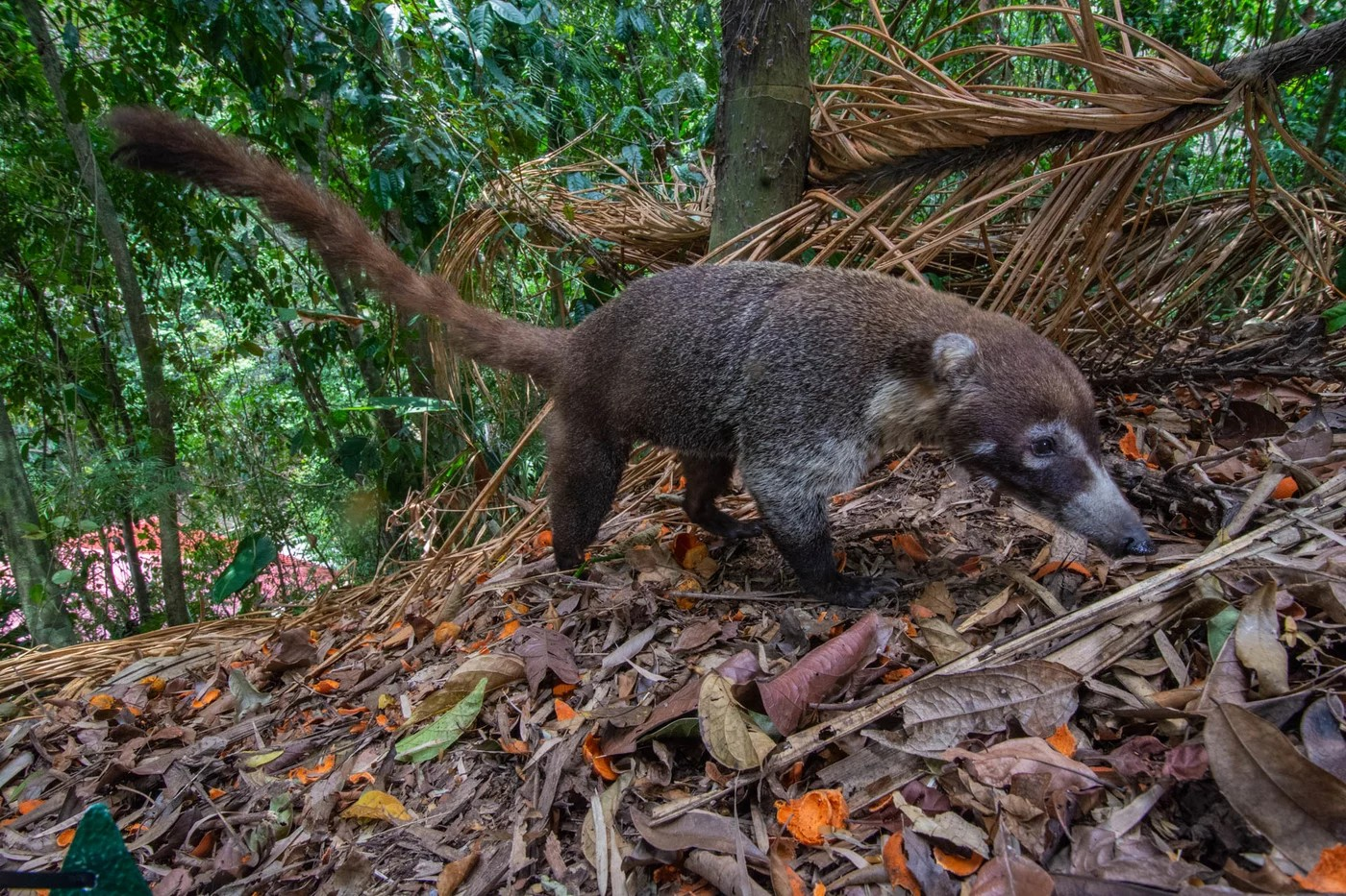 Ein Nasenbär ernährt sich von Palmfrüchten in einem Sekundärwald in Panama. Landlebende Säugetiere verbreiten die meisten Pflanzenarten in den Regenwäldern Süd- und Mittelamerikas.