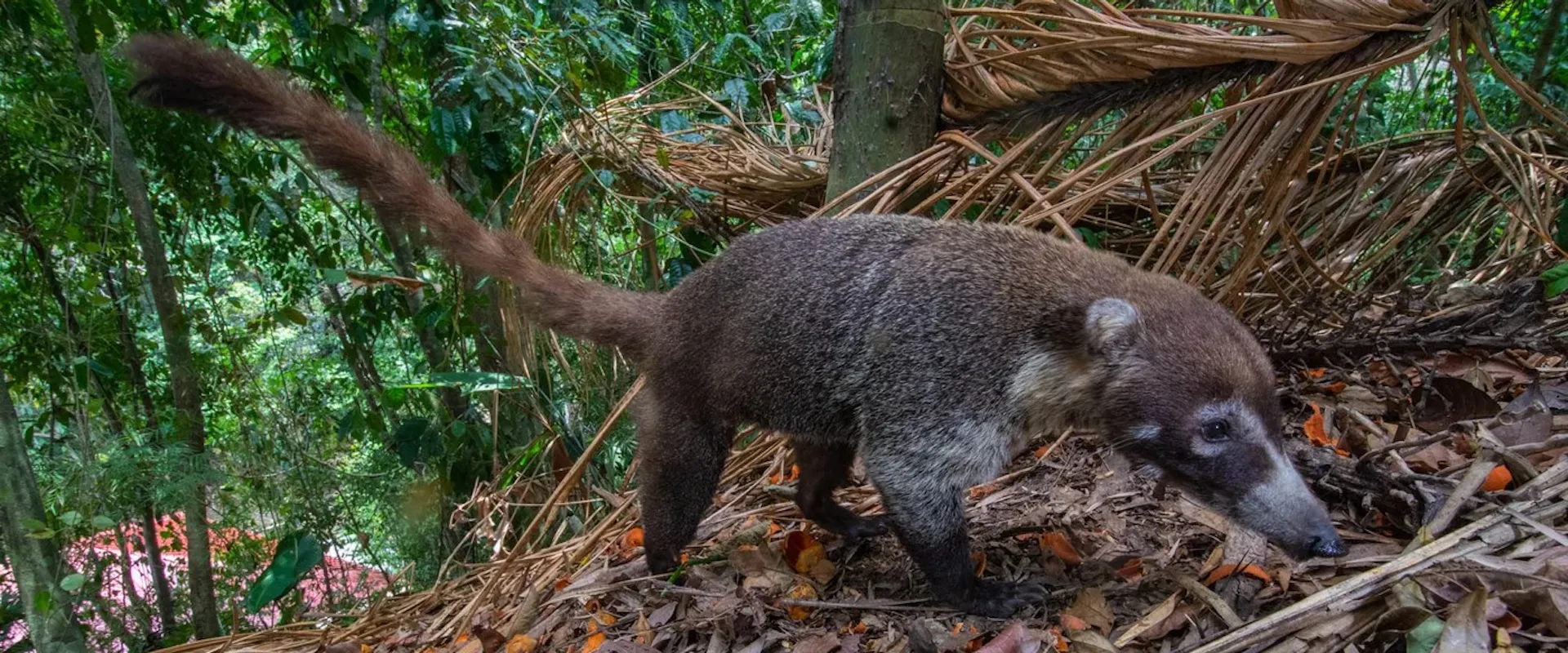Ein Nasenbär ernährt sich von Palmfrüchten in einem Sekundärwald in Panama. Landlebende Säugetiere verbreiten die meisten Pflanzenarten in den Regenwäldern Süd- und Mittelamerikas. | ©MPI für Verhaltensbiologie/Christian Ziegler Ein Nasenbär ernährt sich von Palmfrüchten in einem Sekundärwald in Panama. Landlebende Säugetiere verbreiten die meisten Pflanzenarten in den Regenwäldern Süd- und Mittelamerikas.