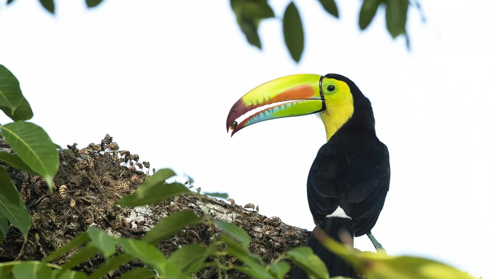 Tukane können Pflanzen mit großen Samen verbreiten. Sie spielen damit eine Schlüsselrolle bei der Ausbreitung dieser Pflanzen in Wäldern in Mittel- und Südamerika. | ©MPI für Verhaltensbiologie/Christian Ziegler Tukane können Pflanzen mit großen Samen verbreiten. Sie spielen damit eine Schlüsselrolle bei der Ausbreitung dieser Pflanzen in Wäldern in Mittel- und Südamerika.