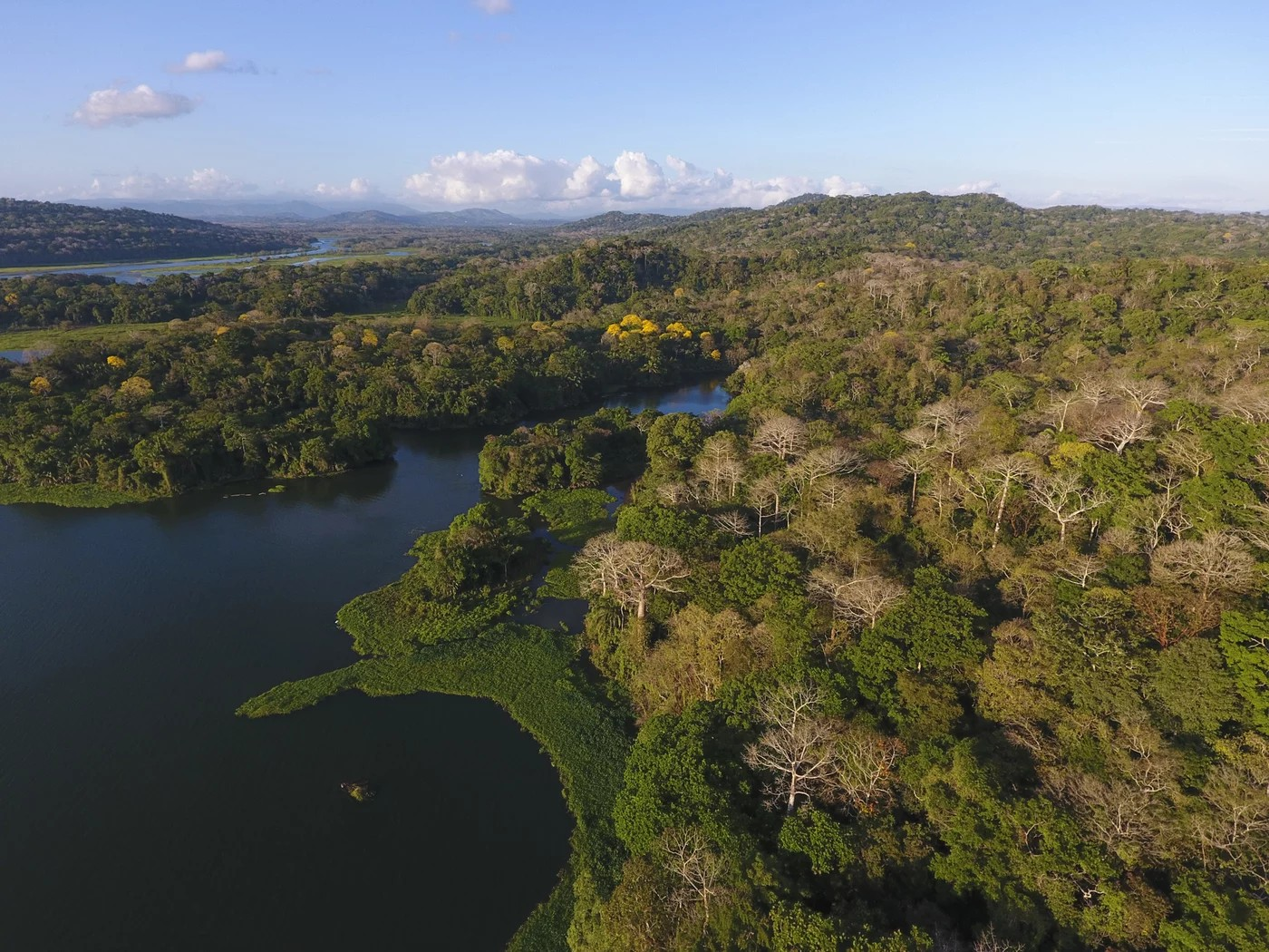 Sich regenerierender Sekundärwald in Panama.