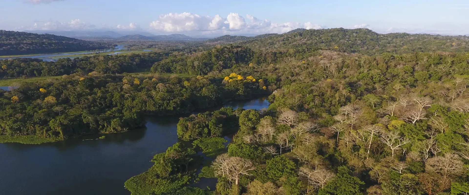 Sich regenerierender Sekundärwald in Panama. | ©MPI für Verhaltensbiologie/Christian Ziegler Sich regenerierender Sekundärwald in Panama.