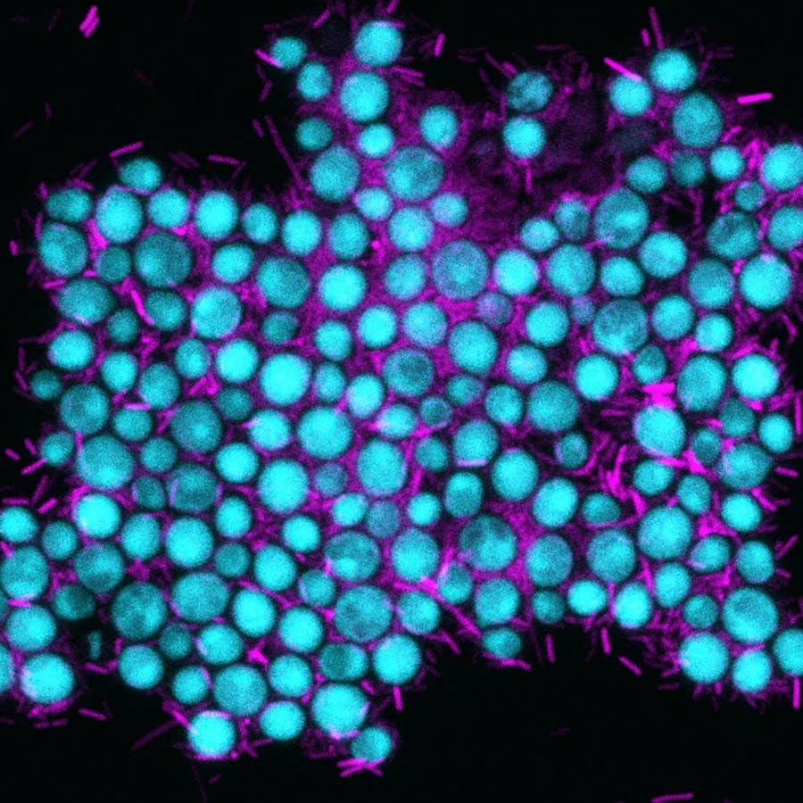 Künstliche Lebensgemeinschaft zwischen dem Bakterium Escherichia coli (rot) und der Bierhefe (blau). | ©MPI für terrestrische Mikrobiologie/Giovanni Scarinci Künstliche Lebensgemeinschaft zwischen dem Bakterium Escherichia coli (rot) und der Bierhefe (blau).