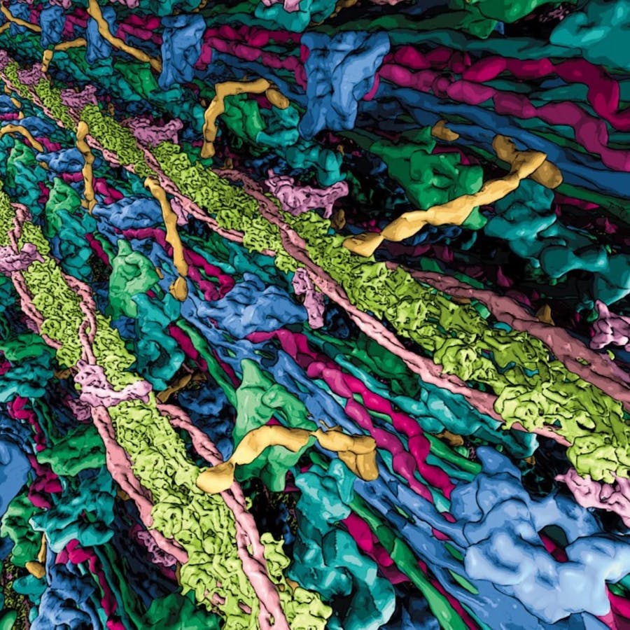 Illustration der interagierenden dicken und dünnen Filamente im Herzsarkomer auf der Grundlage von strukturellen Kryoelektronentomographie-Daten. | ©MPI für molekulare Physiologie Illustration der interagierenden dicken und dünnen Filamente im Herzsarkomer auf der Grundlage von strukturellen Kryoelektronentomographie-Daten.