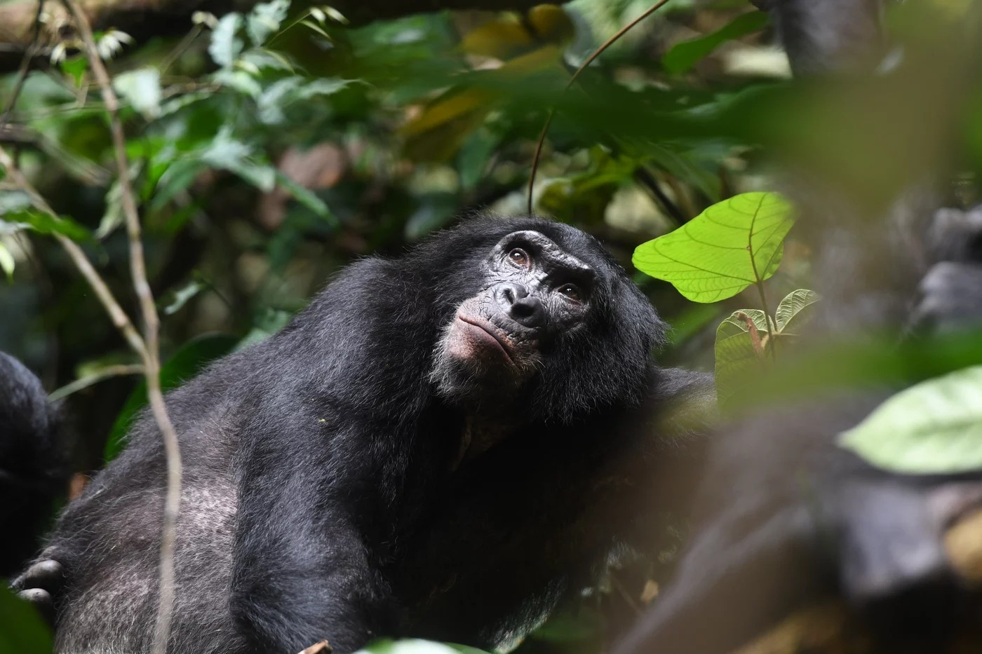 Erwachsener männlicher Bonobo, Kokolopori Bonobo Reserve, Demokratische Republik Kongo.