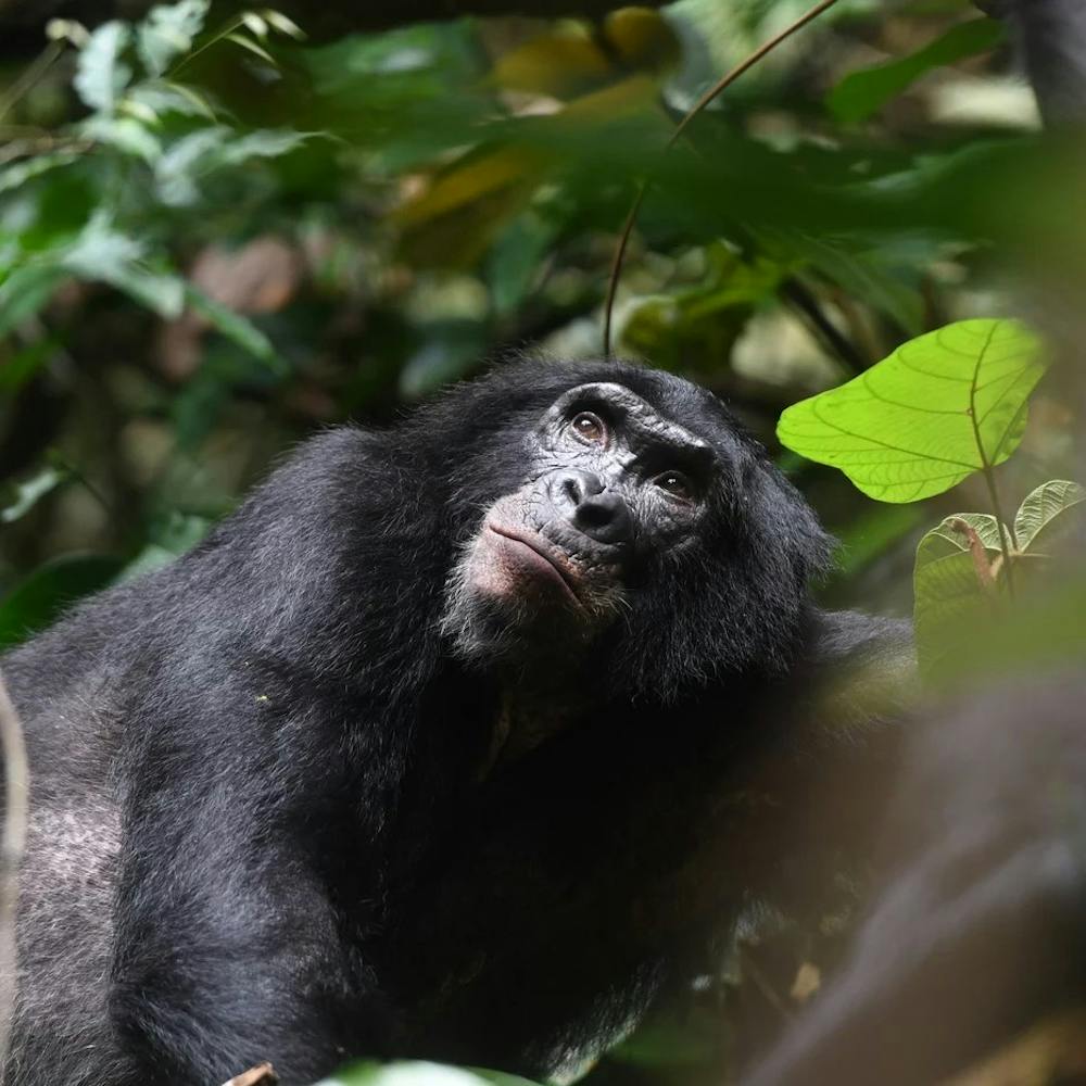 Erwachsener männlicher Bonobo, Kokolopori Bonobo Reserve, Demokratische Republik Kongo. | ©MPI für evolutionäre Anthropologie, Kokolopori Bonobo Research/Martin Surbeck Erwachsener männlicher Bonobo, Kokolopori Bonobo Reserve, Demokratische Republik Kongo.