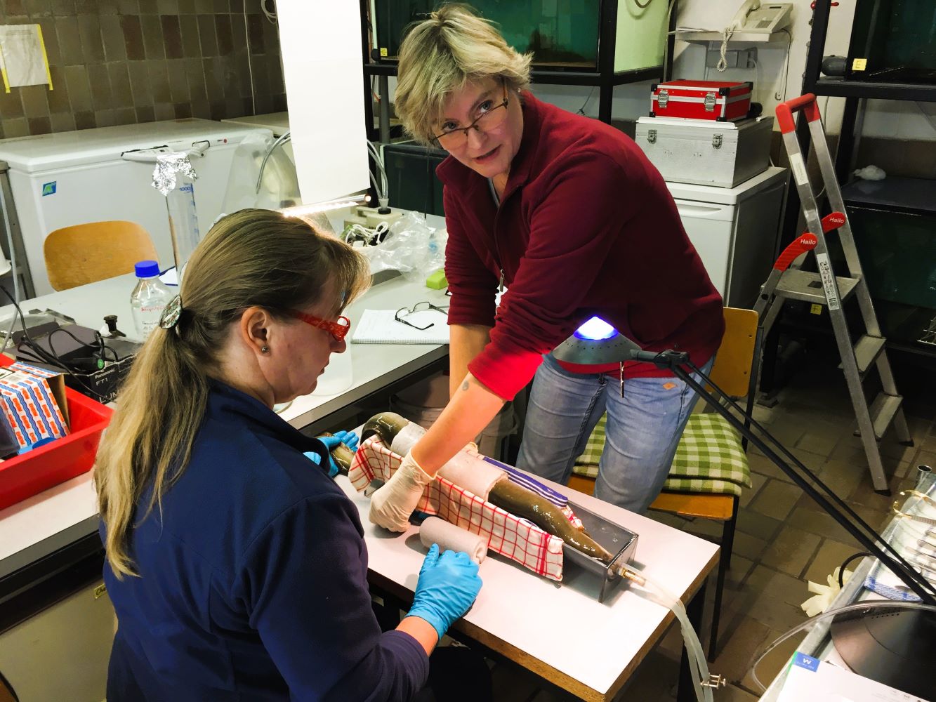 Mitarbeiterinnen des Max-Planck-Instituts für Verhaltensbiologie bereiten einen der fünf Aale für die Wiederansiedlung im Bodensee vor.