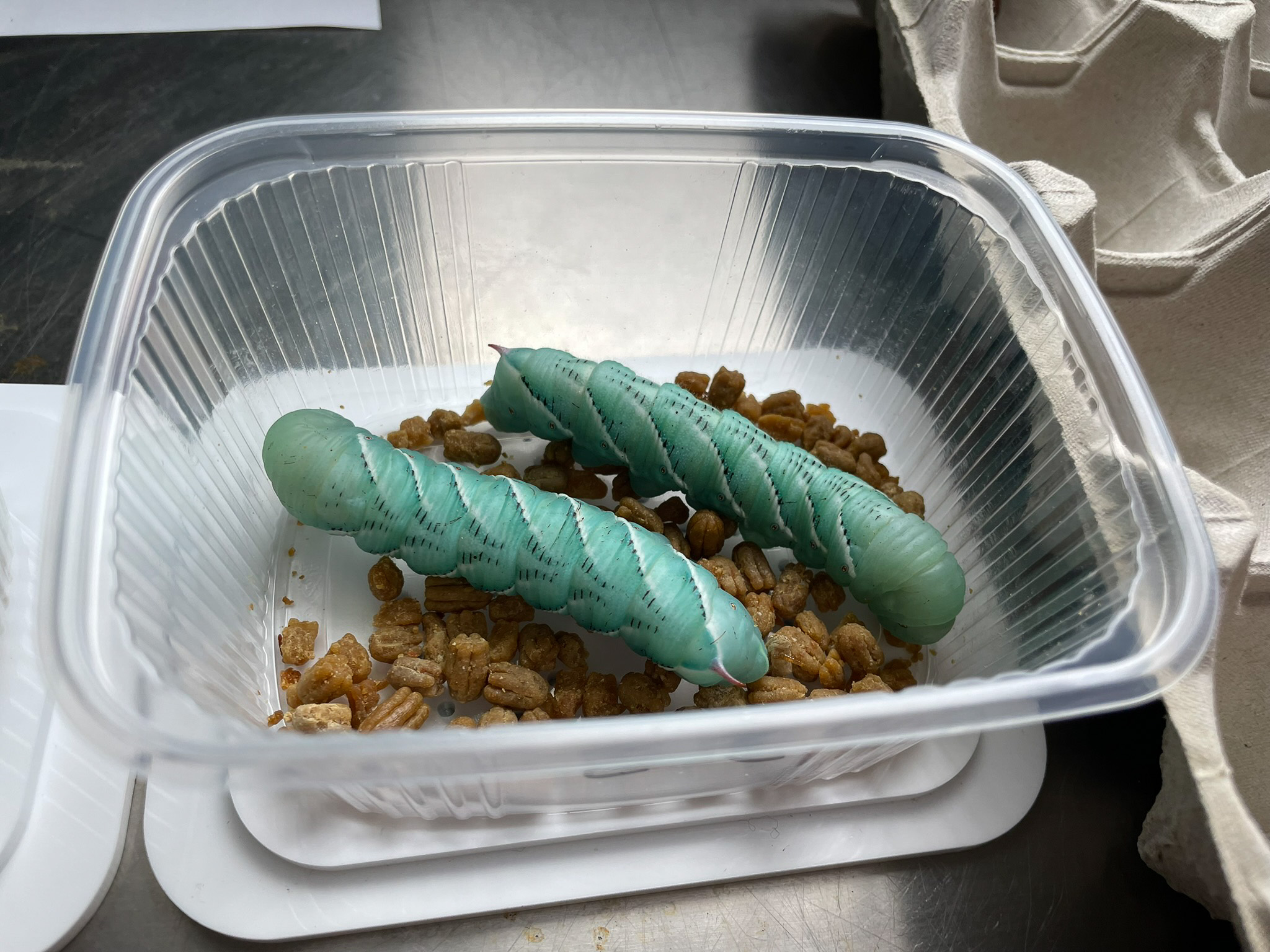 Grünen Rauper der Tabakschwärmer ernähren sich insbesondere von Blättern der Tabakpflanze.