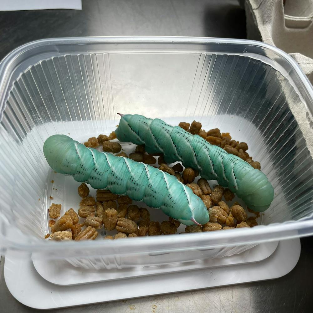 Grünen Rauper der Tabakschwärmer ernähren sich insbesondere von Blättern der Tabakpflanze. | ©MPF Grünen Rauper der Tabakschwärmer ernähren sich insbesondere von Blättern der Tabakpflanze.