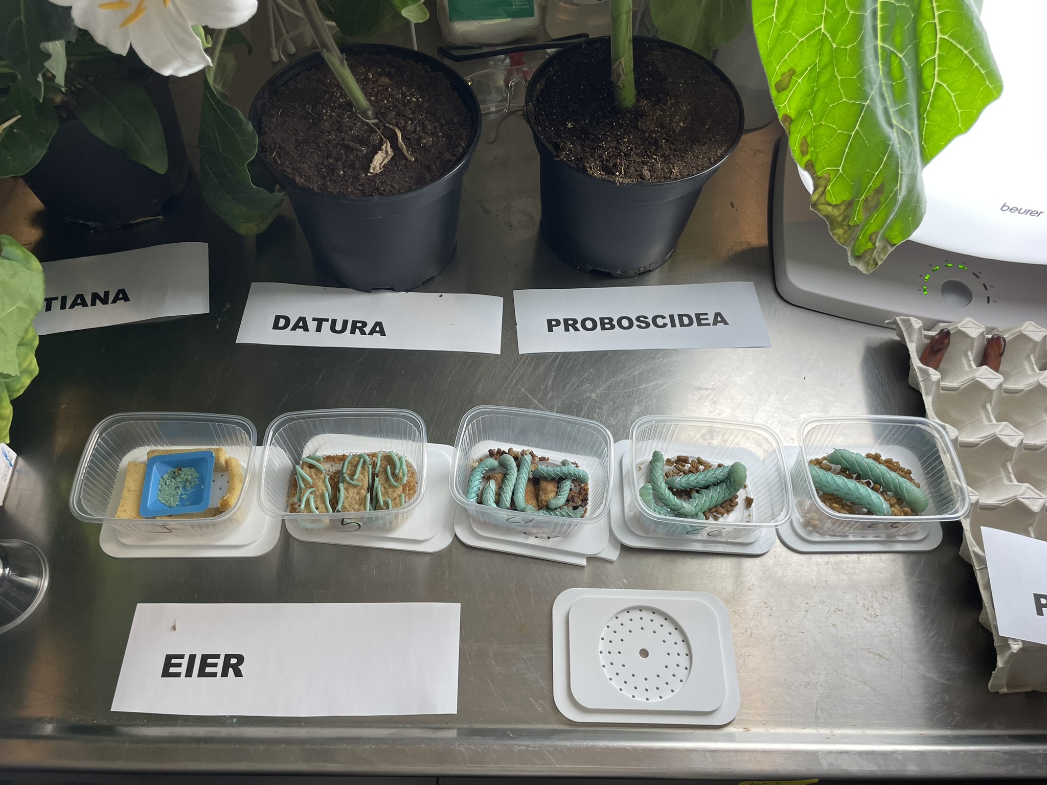 Die grünen Raupen der Tabakschwärmer in verschiedenen Entwicklungsphasen