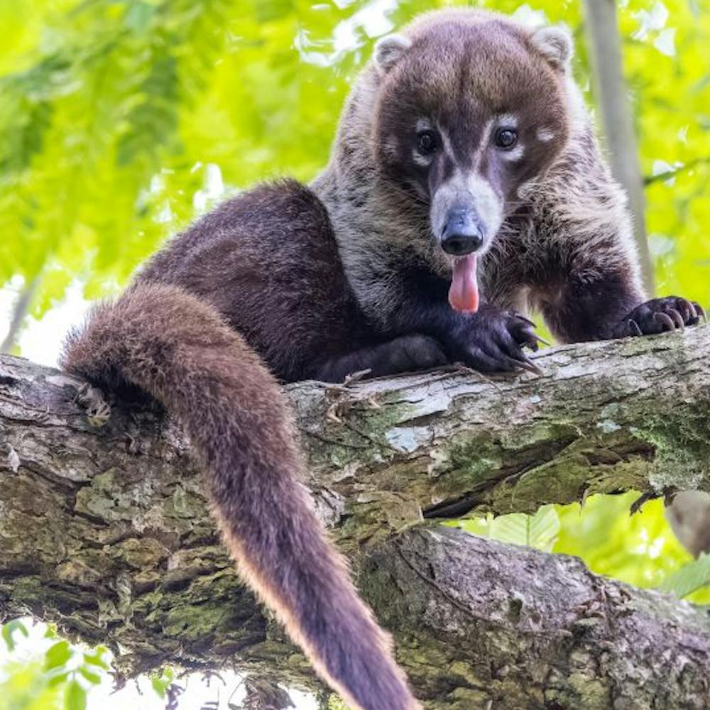 Wilder Weißstamm-Nasenbär in Panama, untersucht im Rahmen des Max-Planck-Smithsonian-Center für Sinnesökologie und soziale Evolution | ©MPI für Verhaltensbiologie/Christian Ziegler Wilder Weißstamm-Nasenbär in Panama, untersucht im Rahmen des Max-Planck-Smithsonian-Center für Sinnesökologie und soziale Evolution