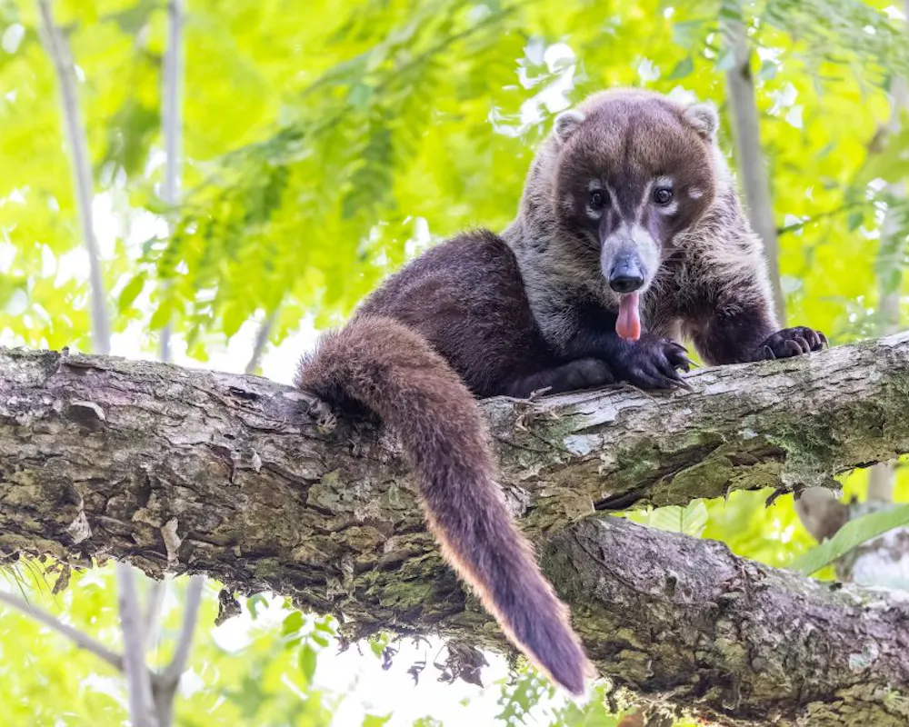 Wilder Weißstamm-Nasenbär in Panama, untersucht im Rahmen des Max-Planck-Smithsonian-Center für Sinnesökologie und soziale Evolution