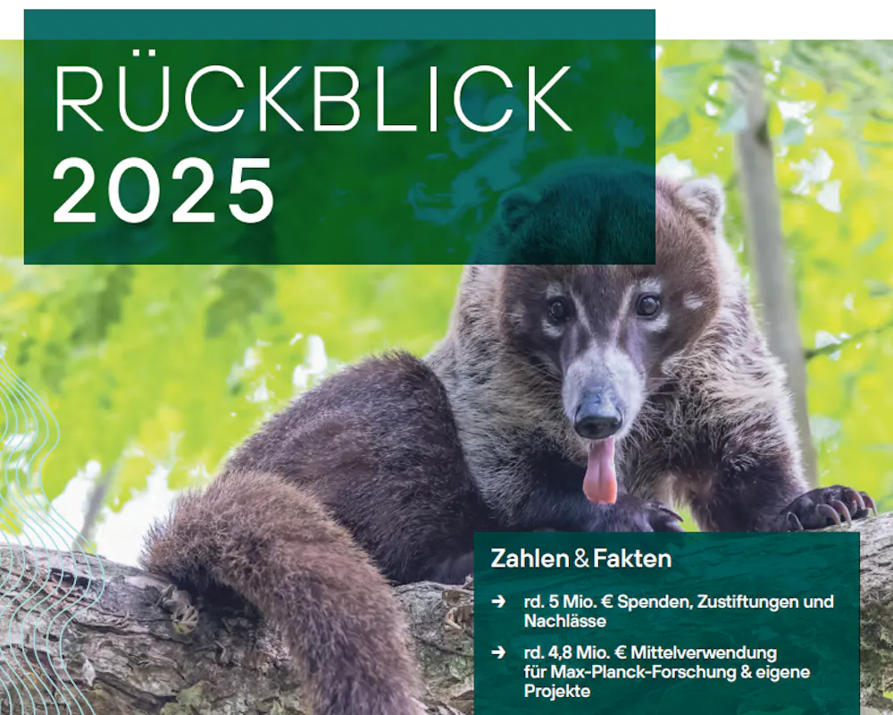 Sich regenerierender Sekundärwald in Panama. | ©MPI für Verhaltensbiologie/Christian Ziegler Titelseite des Rückblicks 2025 der Stiftung MPF – Wilder Weißstamm-Nasenbär in Panama.