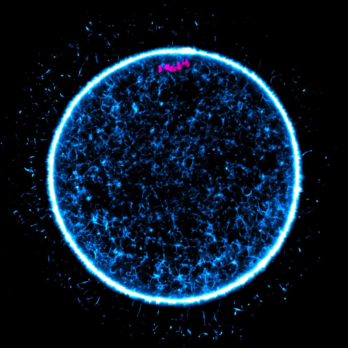 Eine menschliche Eizelle bereitet sich auf die Teilung ihrer DNA vor.