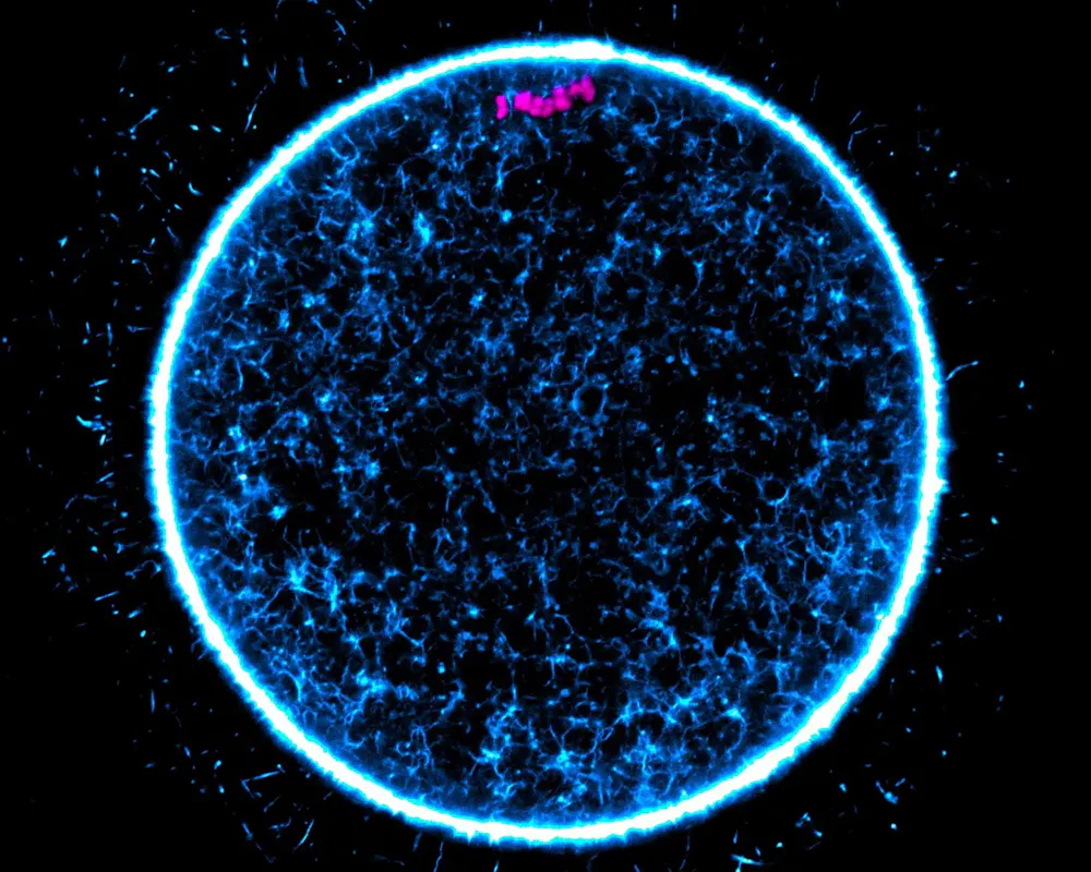 Eine menschliche Eizelle bereitet sich auf die Teilung ihrer DNA vor. | ©MPI für Multidisziplinäre Naturwissenschaften / ©Agata Zielinska Eine menschliche Eizelle bereitet sich auf die Teilung ihrer DNA vor.