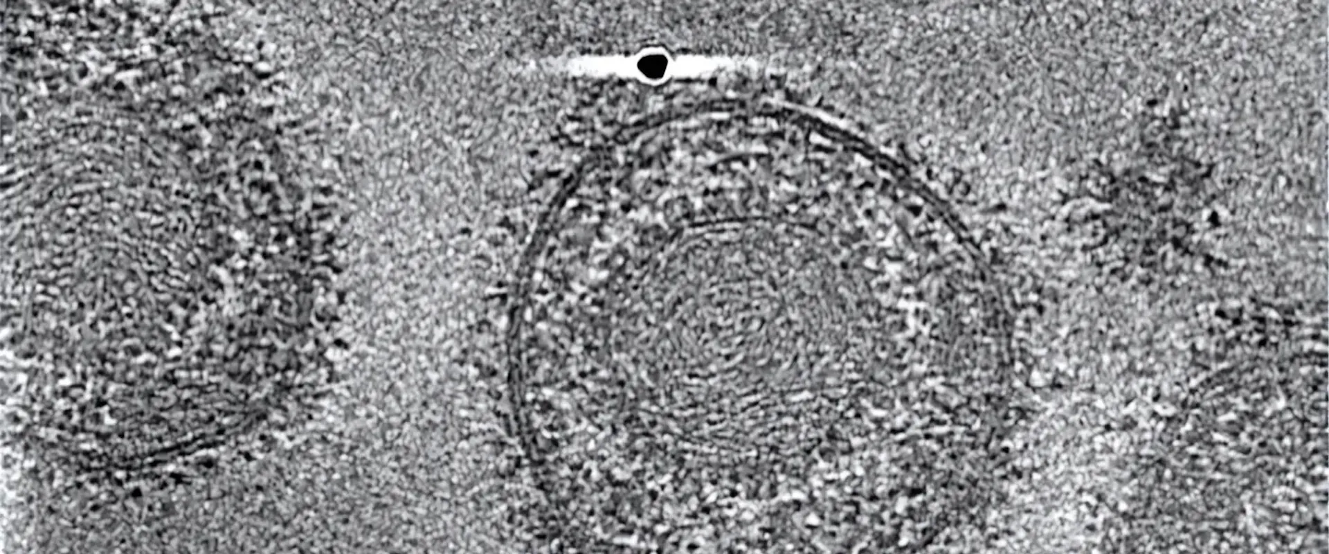 Forschenden haben die HSV-1-Partikel mittels Kryo-Elektronen-Tomografie analysiert. | ©MPG / Benjamin Vollmer / Centre for Structural Systems Biology Forschenden haben die HSV-1-Partikel mittels Kryo-Elektronen-Tomografie analysiert.