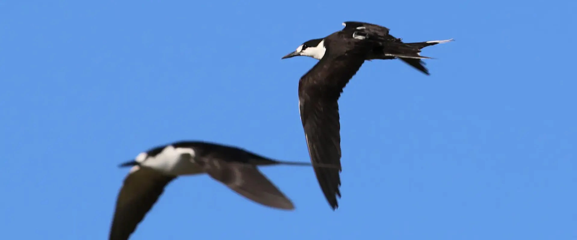 Eine Rußseeschwalbe mit Icarus-Sender verlässt die Brutkolonie auf Bird Island auf den Seychellen. | ©MPG/ Martin Wikelski Eine Rußseeschwalbe mit Icarus-Sender verlässt die Brutkolonie auf Bird Island auf den Seychellen.