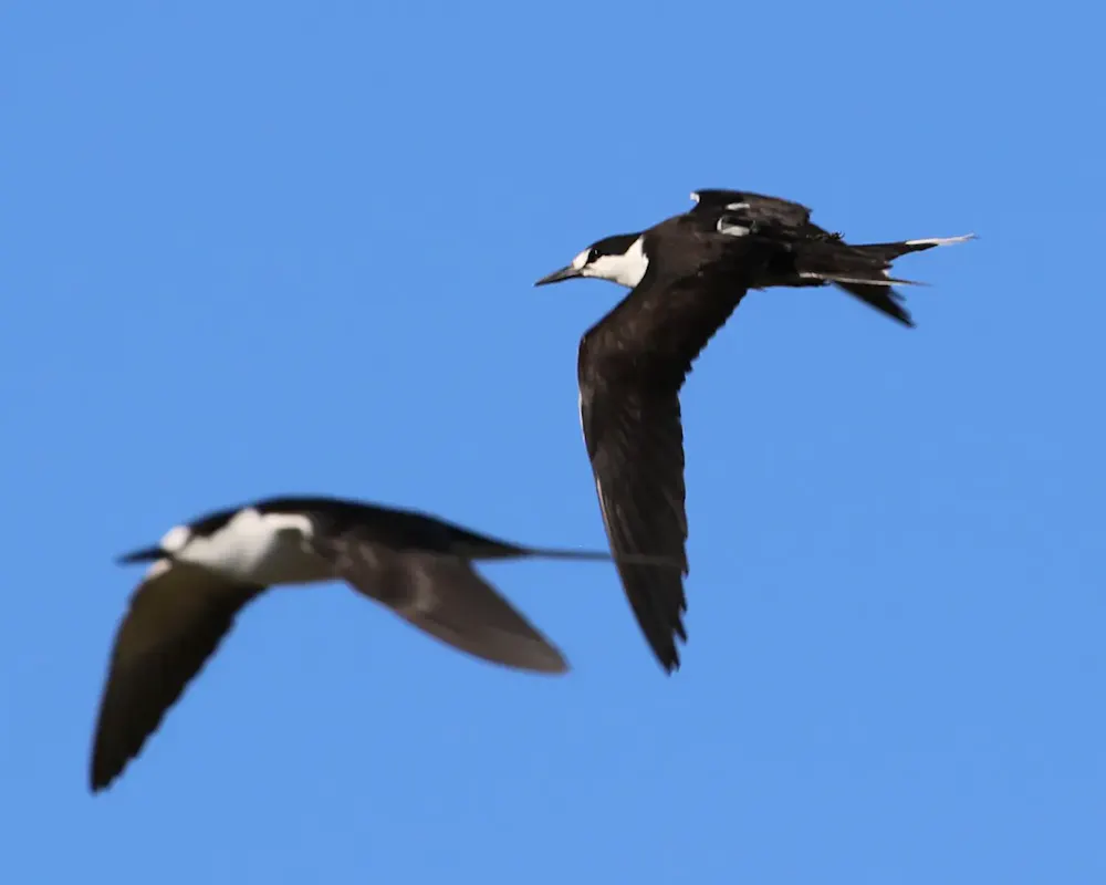 Eine Rußseeschwalbe mit Icarus-Sender verlässt die Brutkolonie auf Bird Island auf den Seychellen. | ©MPG/ Martin Wikelski Eine Rußseeschwalbe mit Icarus-Sender verlässt die Brutkolonie auf Bird Island auf den Seychellen.